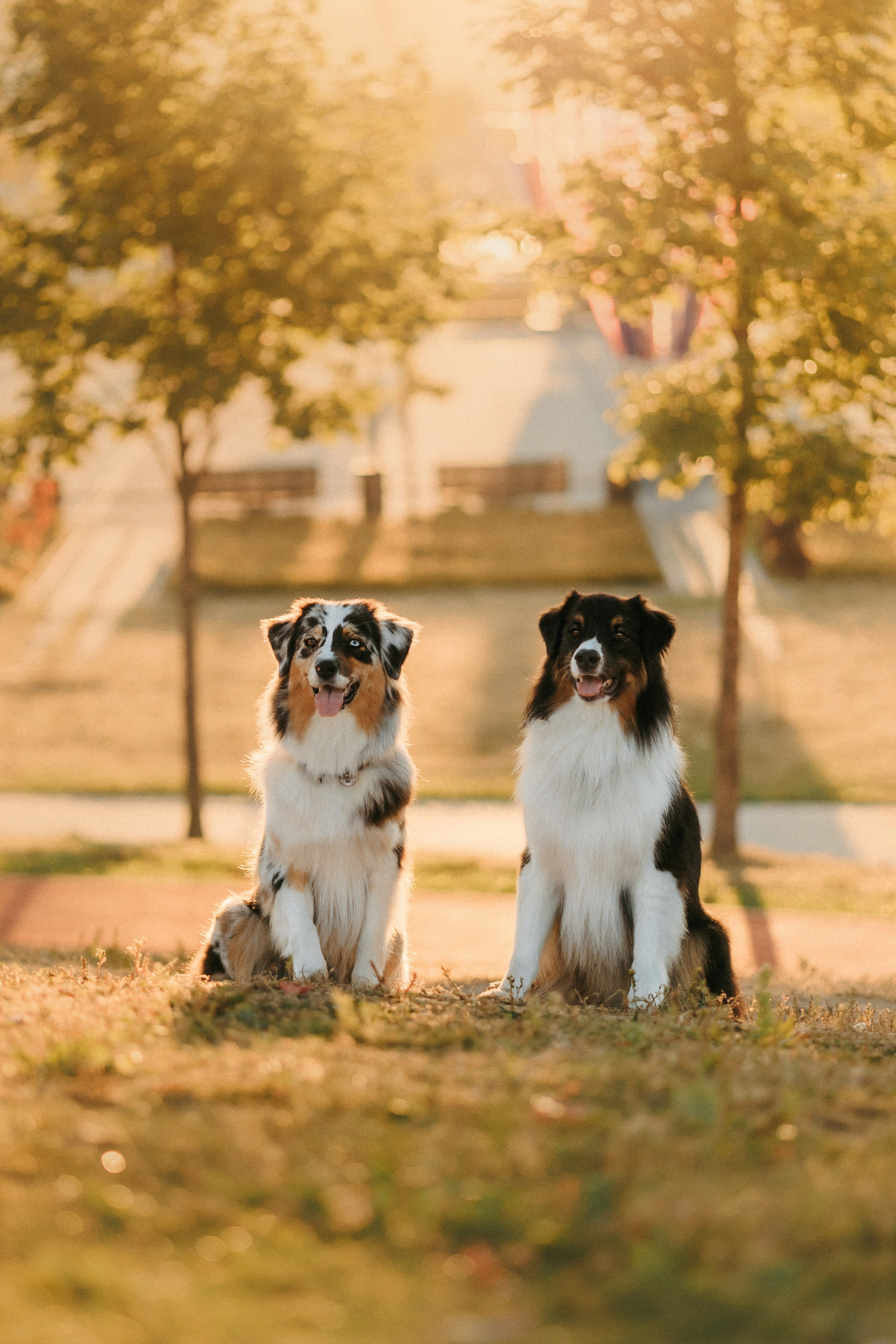 Аня, Чарли и Ева. Фотограф-анималист Елена Радченко, Москва