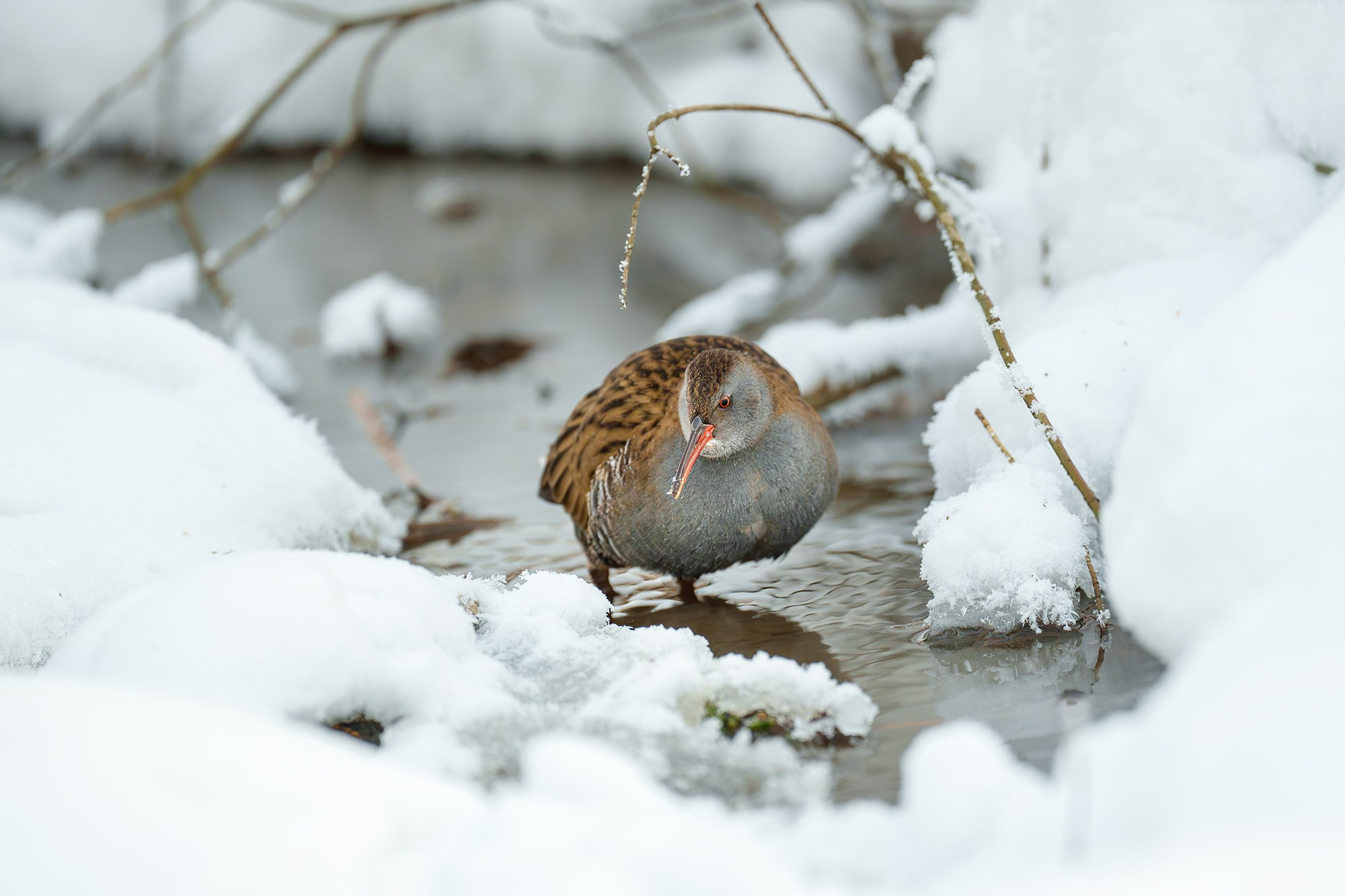 Удивительные мир птиц. Вокруг нас столько прекрасного — присмотритесь!. Ваш личный фотограф Марина Волкова