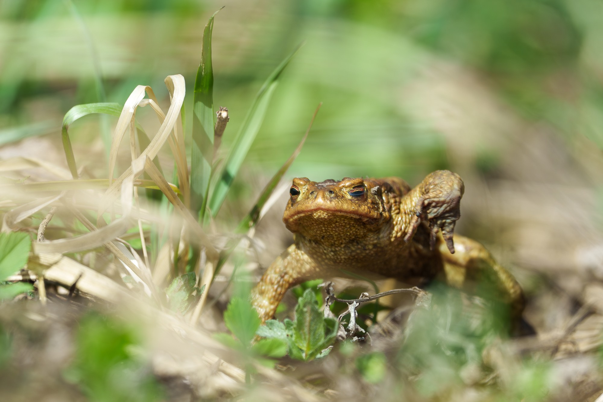 Животные. Ваш личный фотограф Марина Волкова