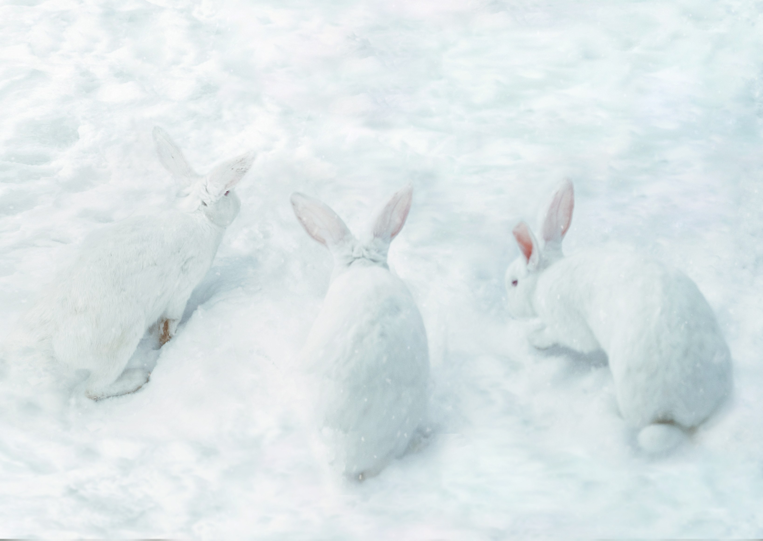 Animals and pets. Visual artist Olga Burmistrova