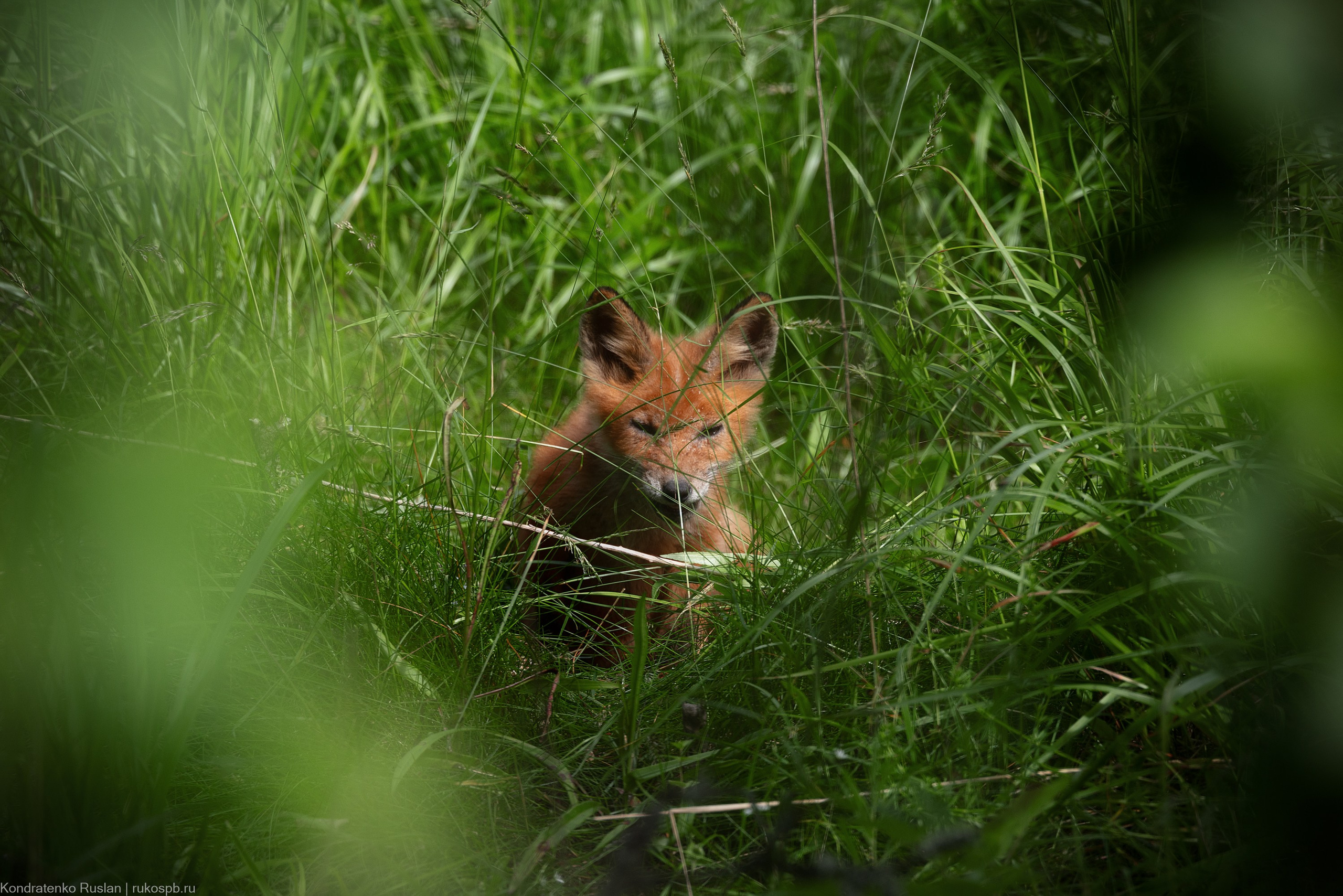 Лиса. Архитектурный и пейзажный фотограф Кондратенко Руслан, Санкт-Петербург