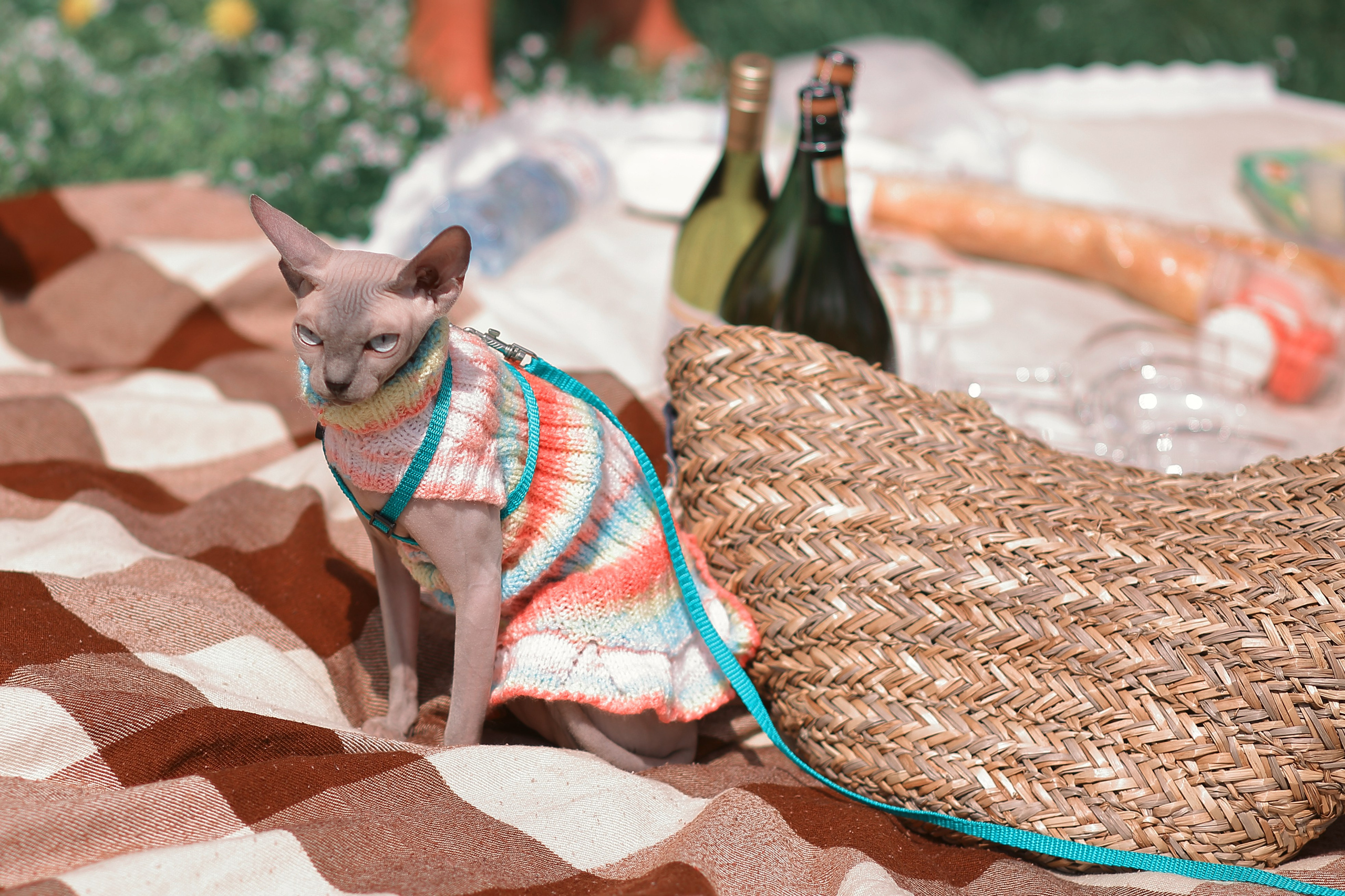 Французский пикник. Фотограф ваших самых ярких событий в Москве и СПБ. Збронская Юлия