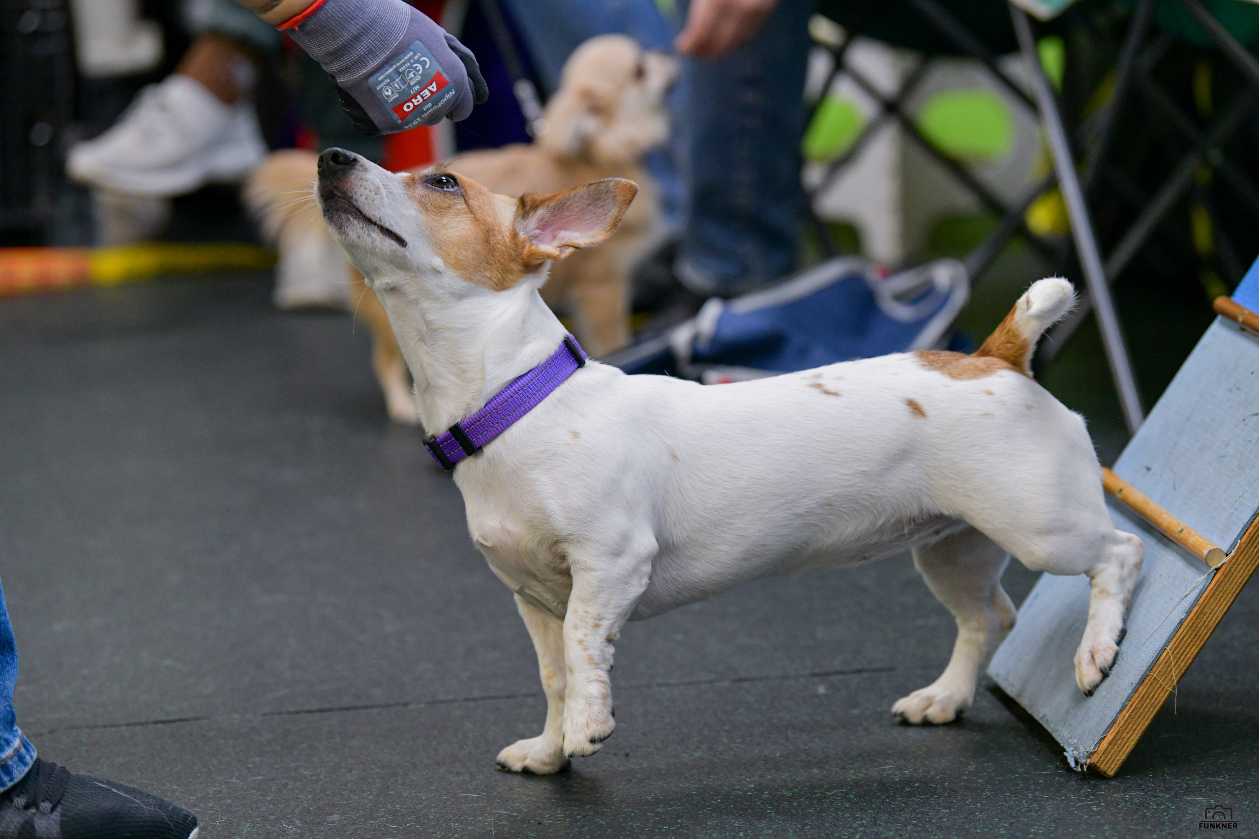 Кинологический клуб «Бодрый хвост». Свой взгляд через объектив