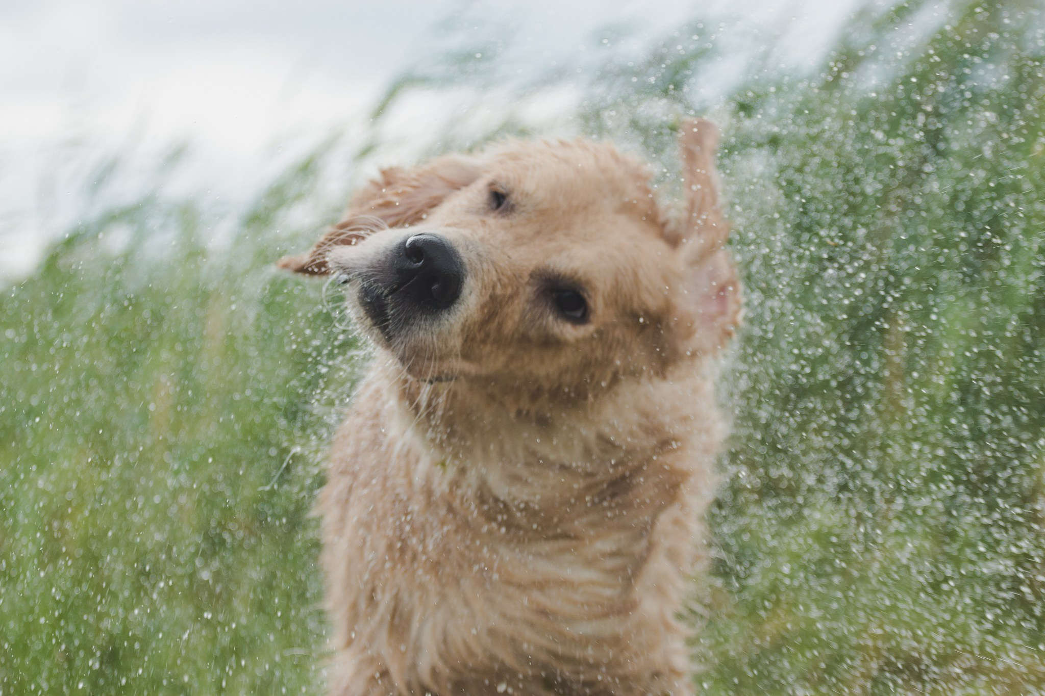 Тея. Питомник Грааль Гардарика