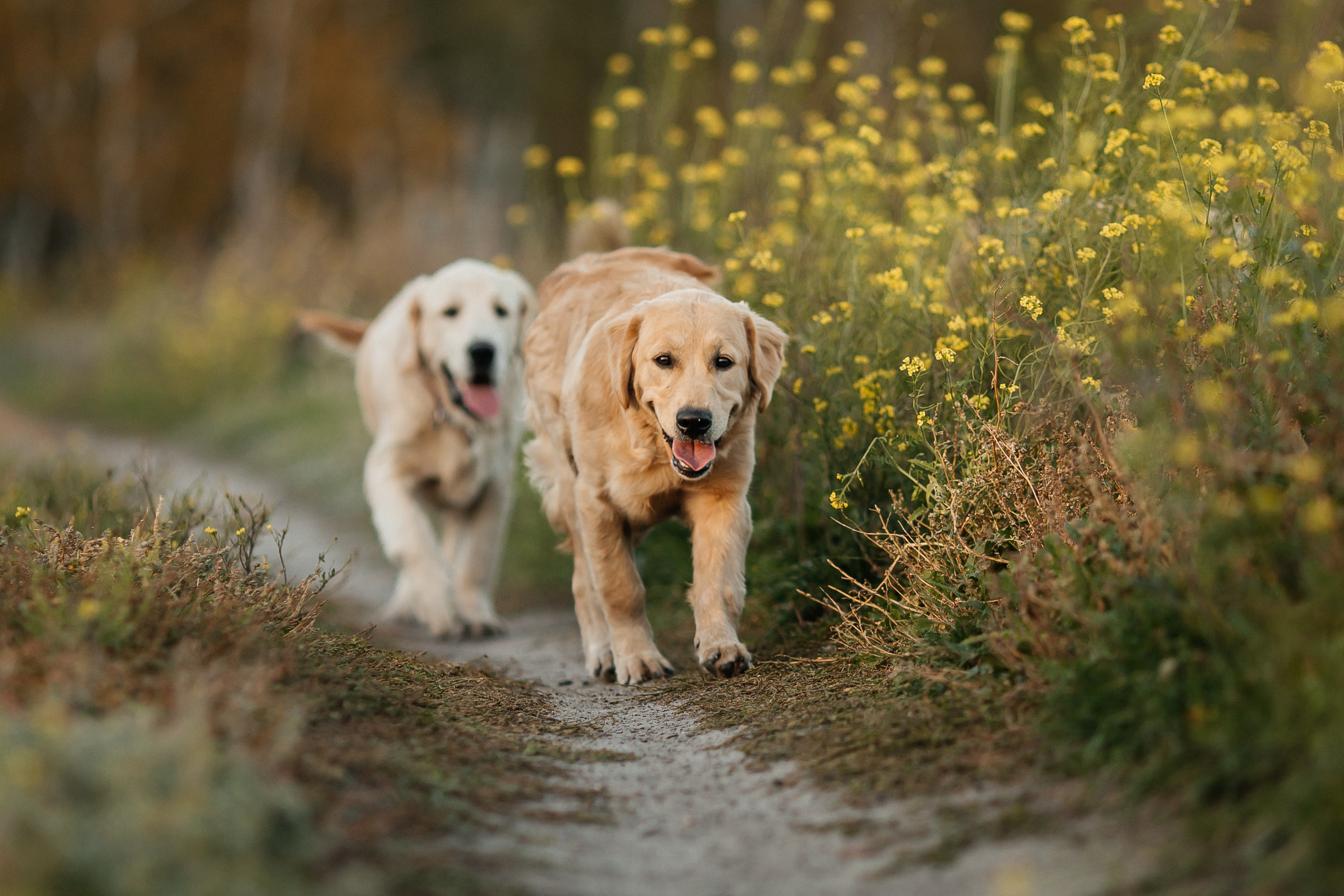 Краш. Питомник Грааль Гардарика