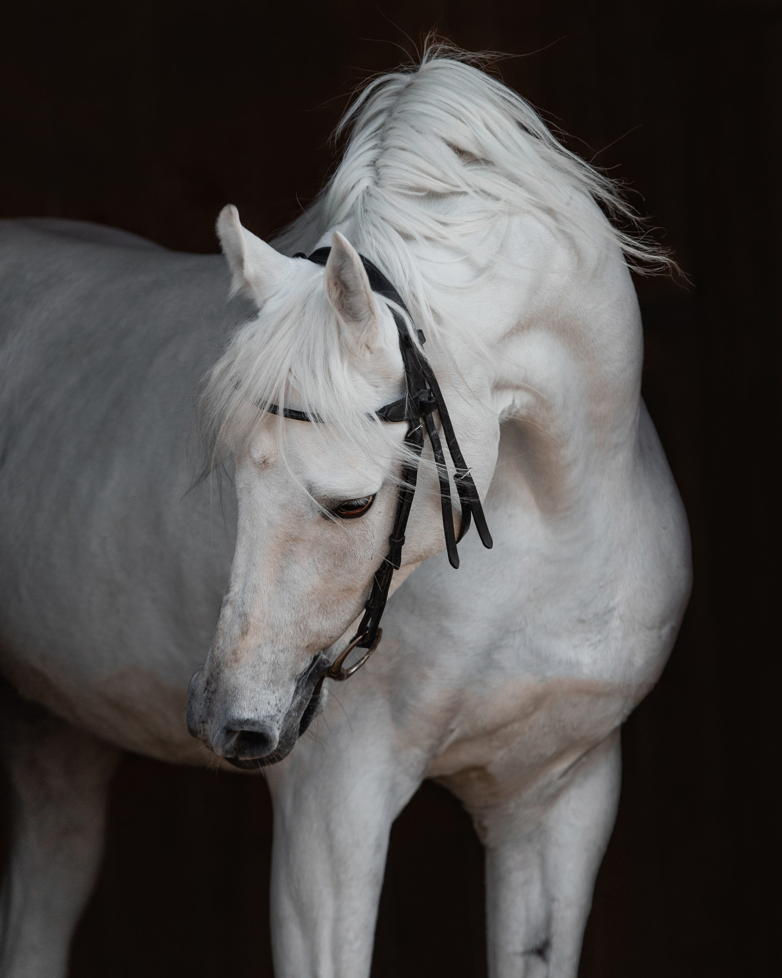 На черном фоне. Фотограф-анималист Ксендзова Кристина