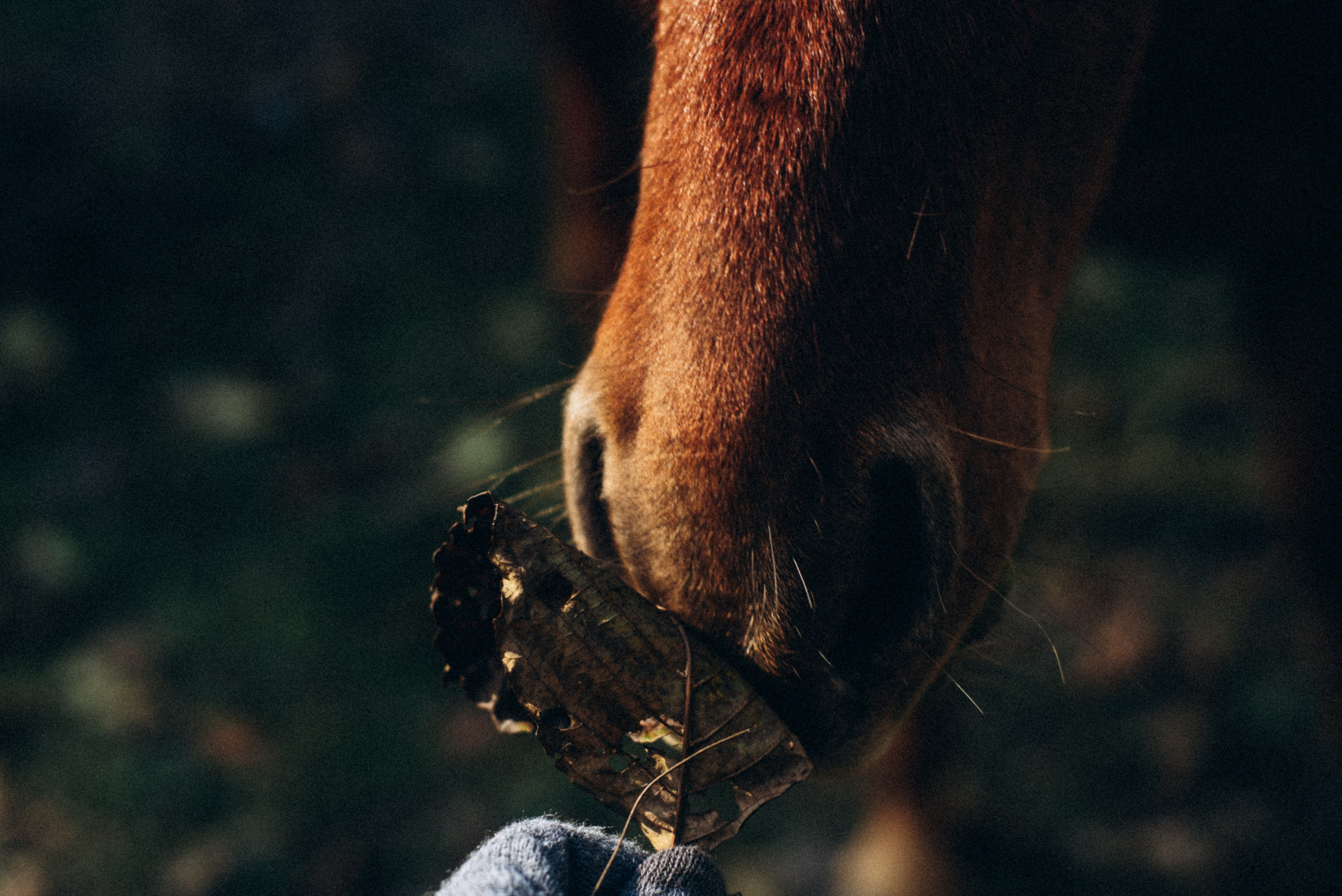 Конный поход 🇬🇪 «PVD Club». Anita_photo