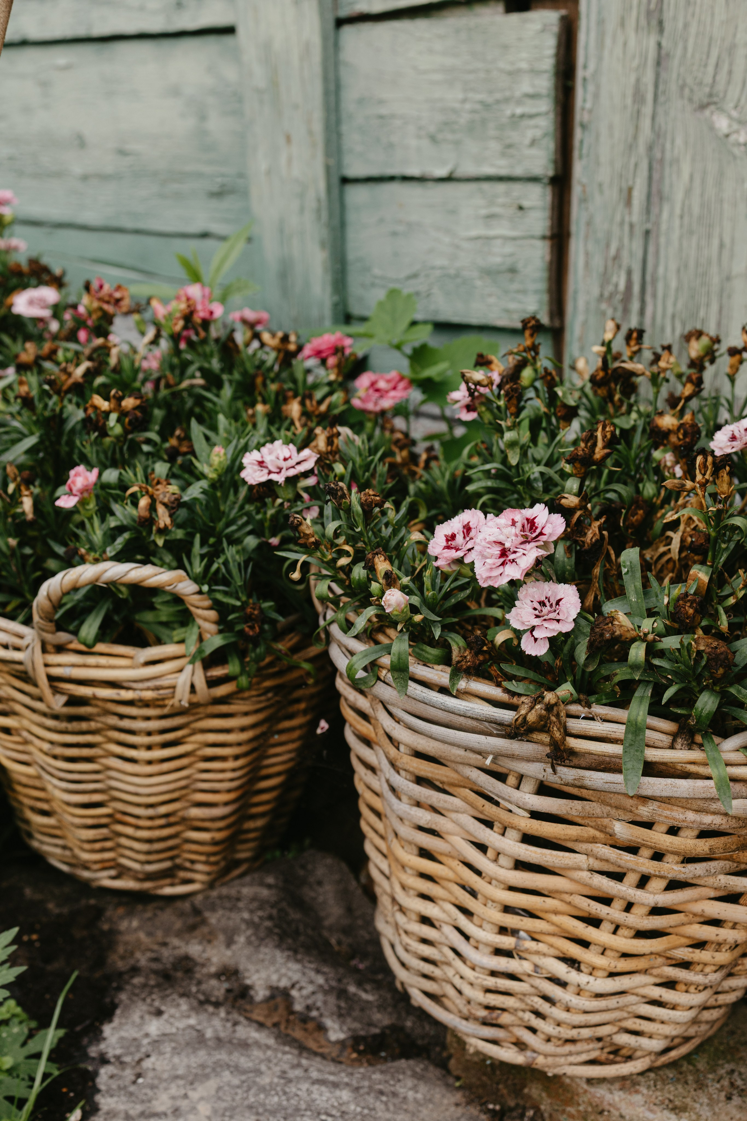 Зимний и летний сад. Фотограф Эльмира Лин