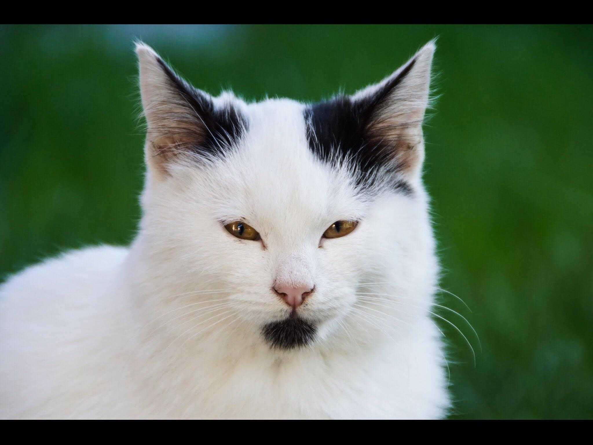 Crimea for Vesti.tourism, 2015. Kartascheff