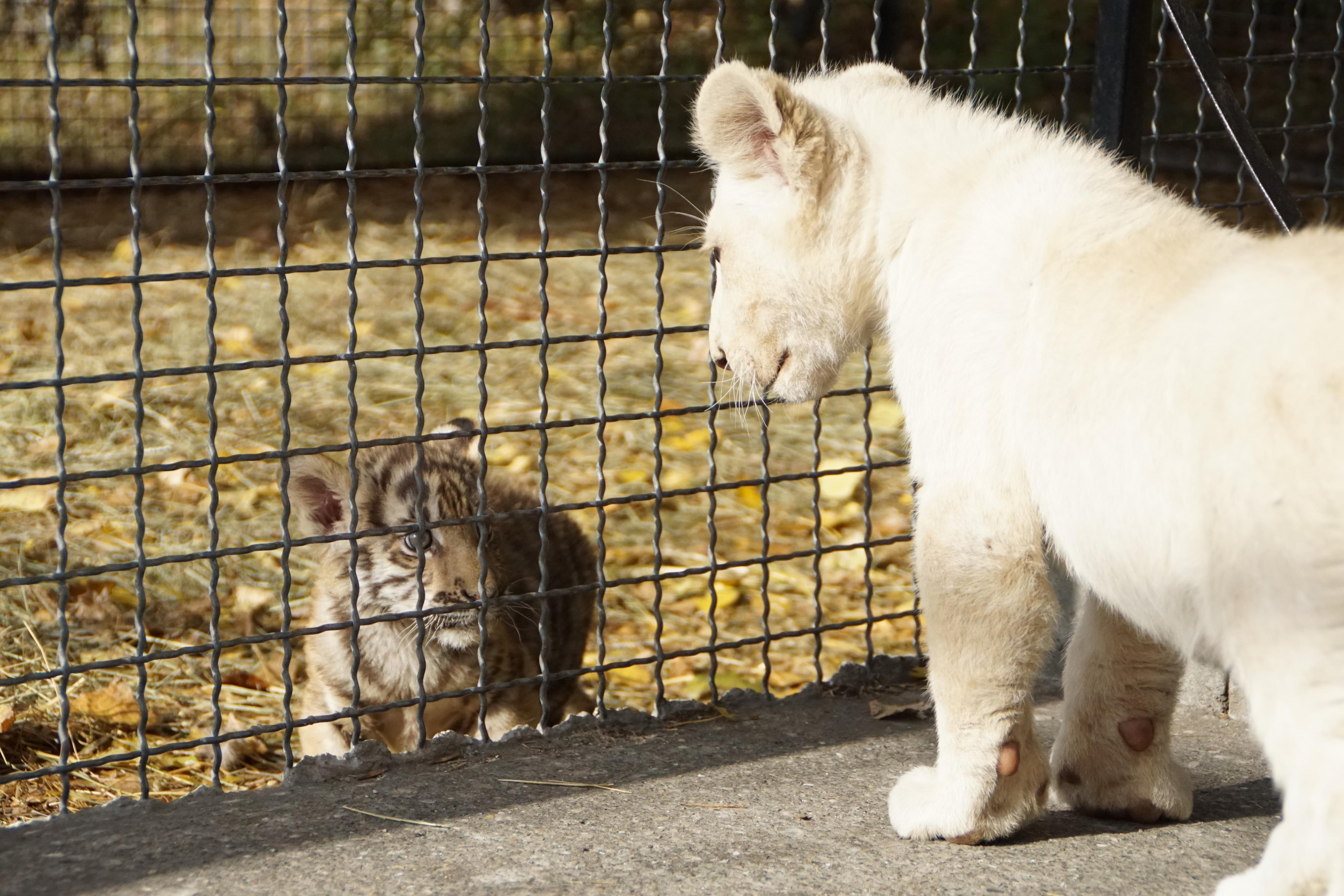 Crimea for Vesti.tourism, 2015. Kartascheff