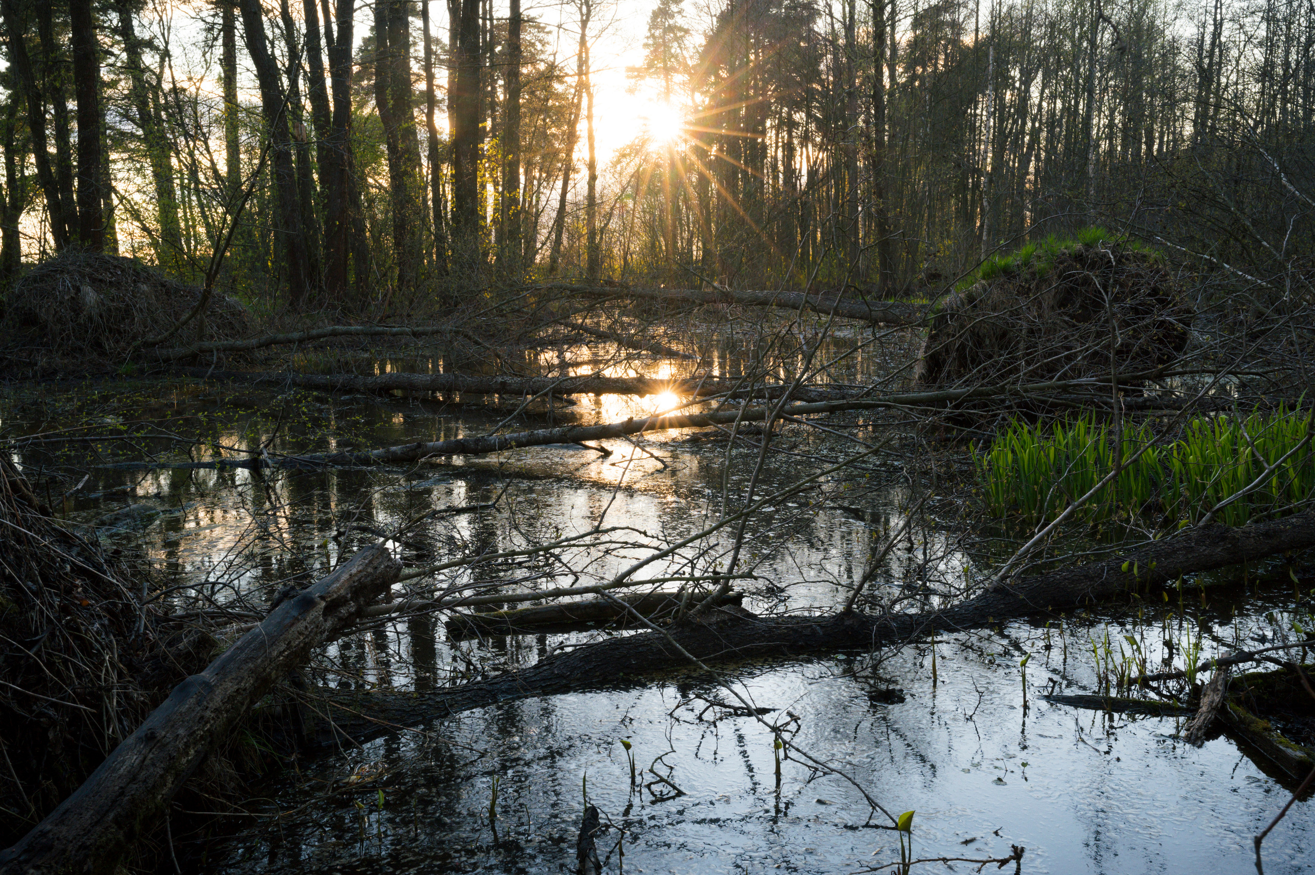 SPB-Tarhovka-Vyborg, 5.2022. Kartascheff