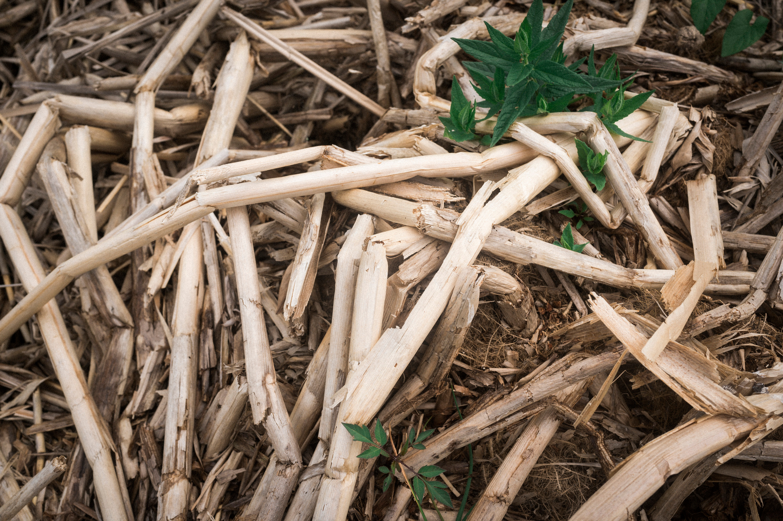 Across Golden Circle ½. Kartascheff