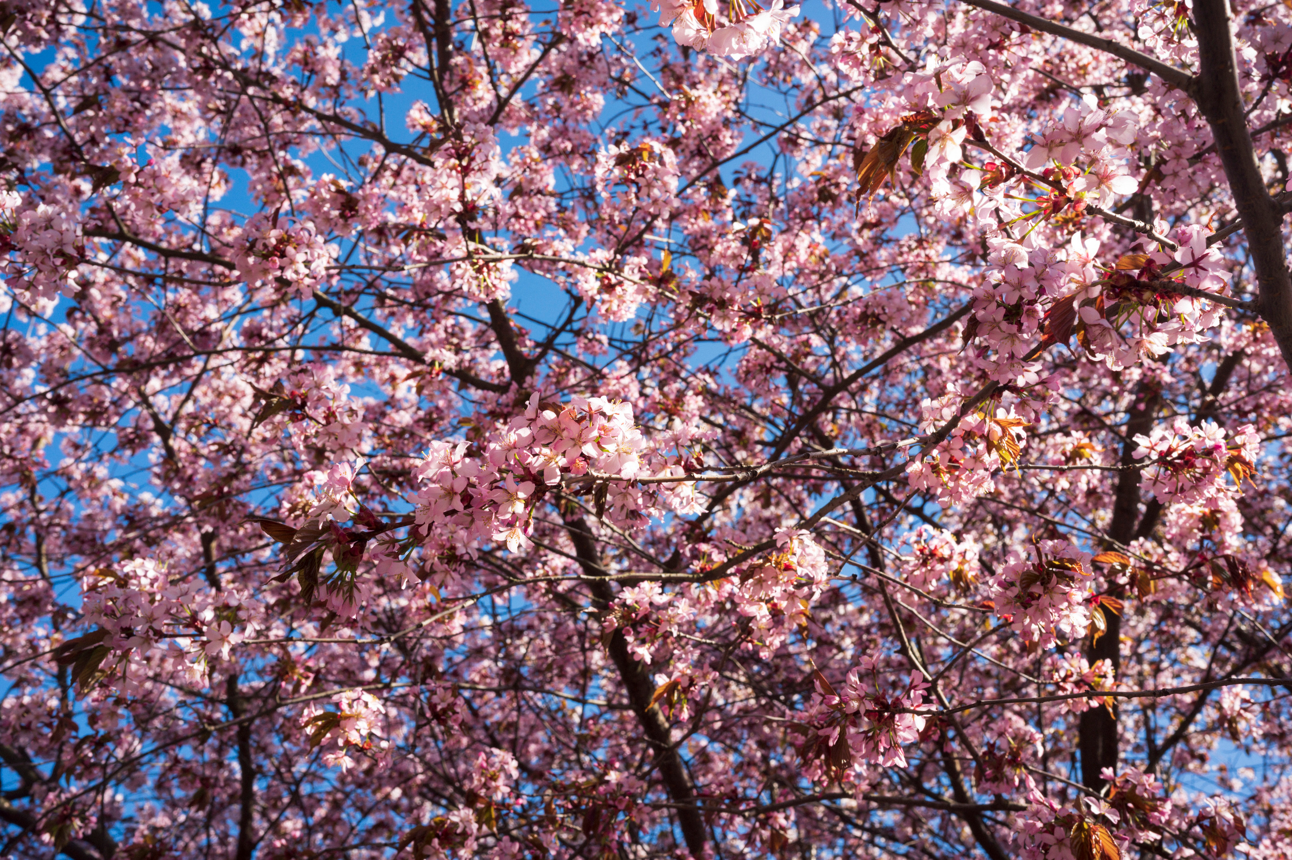 SPB-Tarhovka-Vyborg, 5.2022. Kartascheff