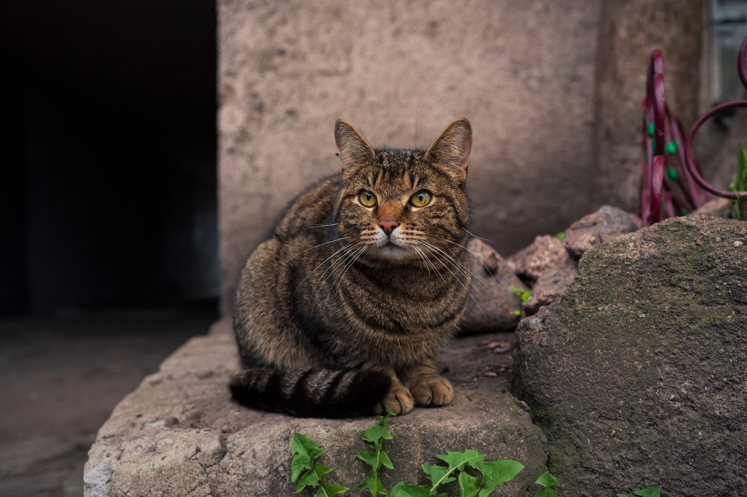 SPB-Tarhovka-Vyborg, 5.2022. Kartascheff