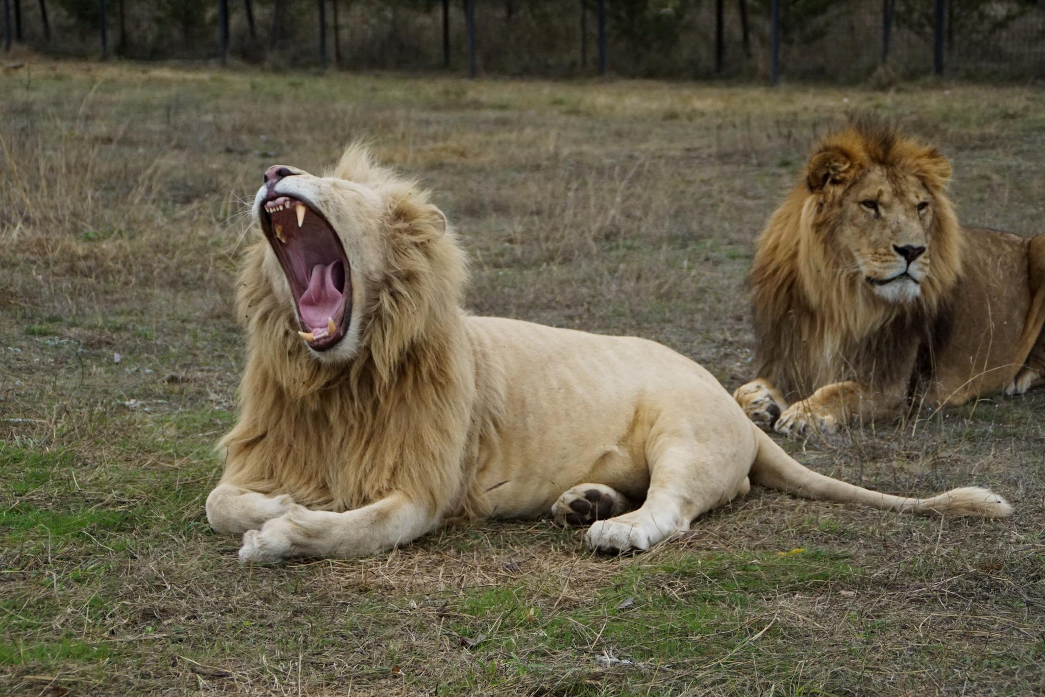 Crimea for Vesti.tourism, 2015. Kartascheff