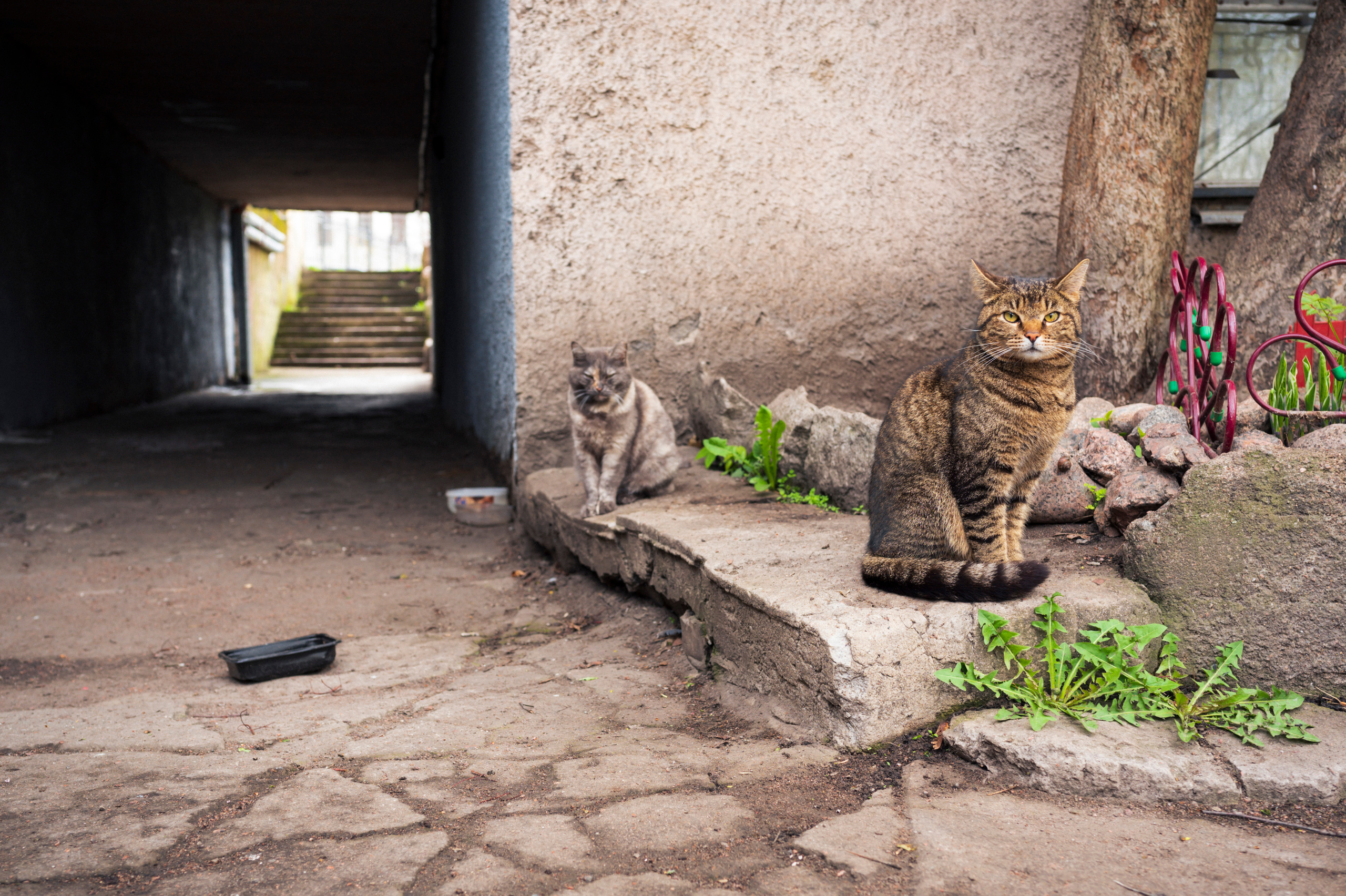 SPB-Tarhovka-Vyborg, 5.2022. Kartascheff