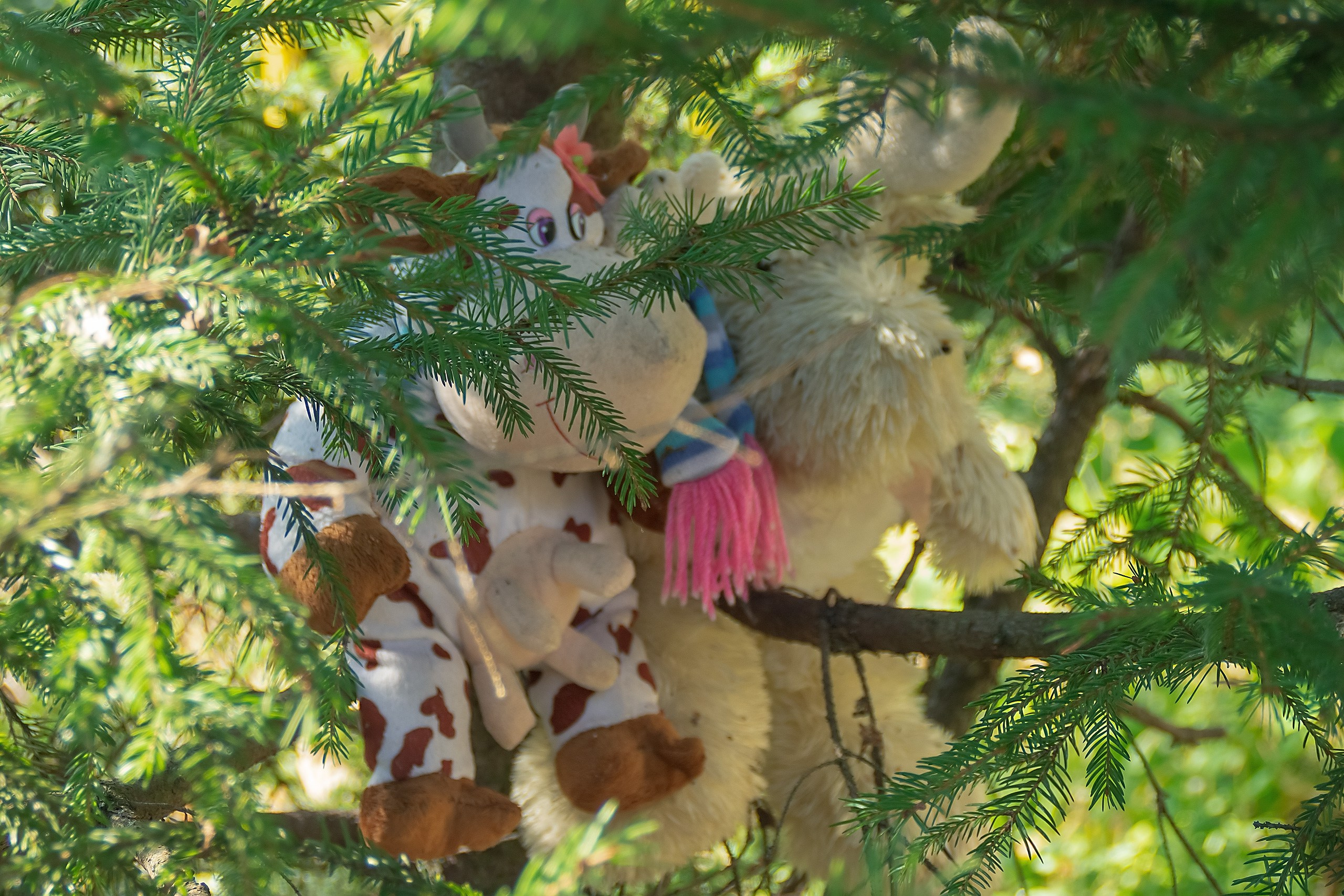 Сказка — Быль. Аmat Victoria Сuram