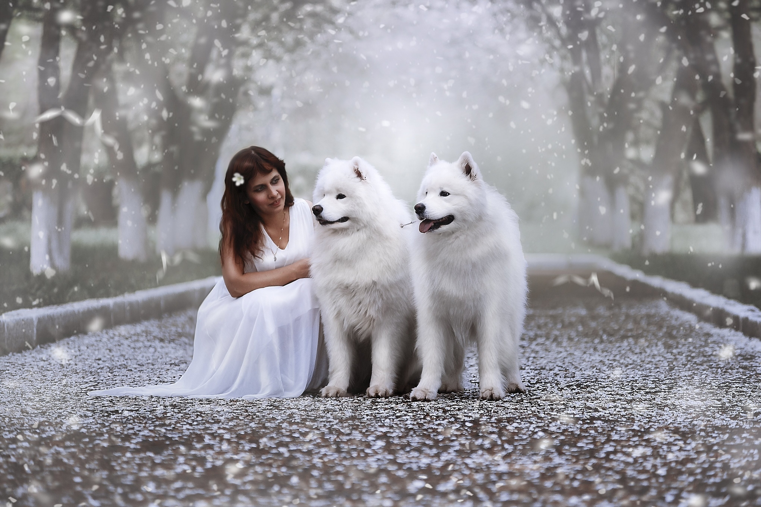 Самоеды Ижевск Скай и Велес. Фотограф Ижевск Филипп Усков