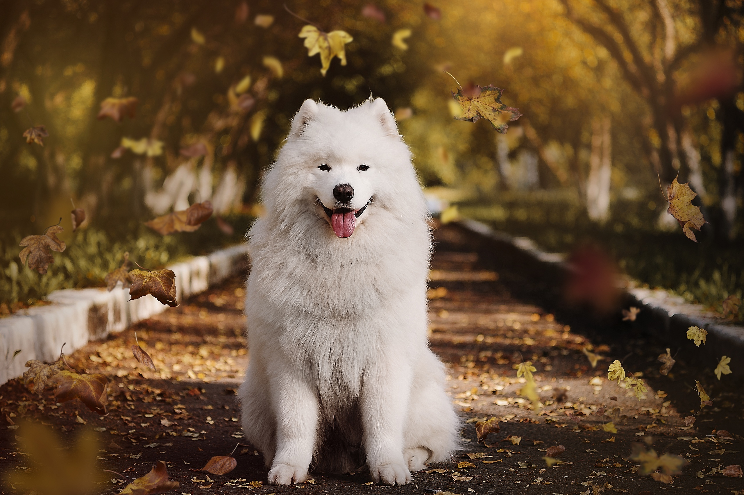Самоеды Ижевск Скай и Велес. Фотограф Ижевск Филипп Усков