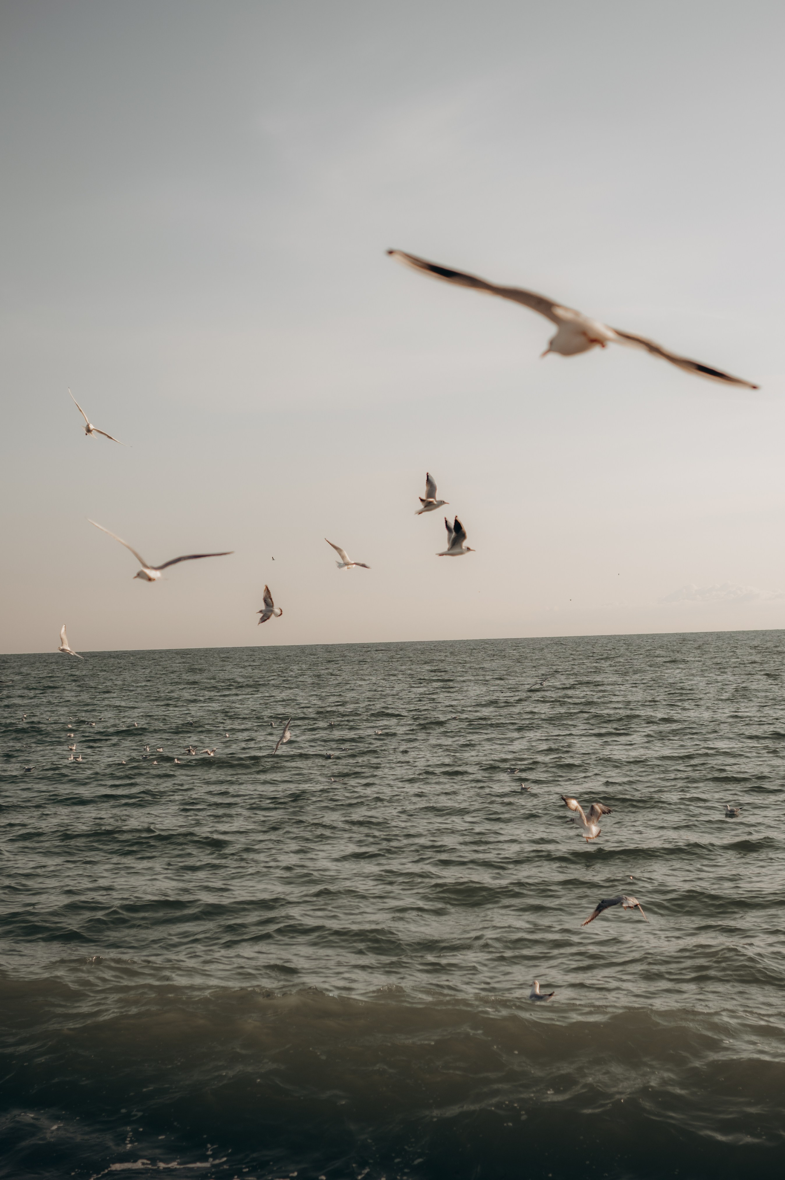 Анастасия и Даниил (предложение). Аплас Анастасия