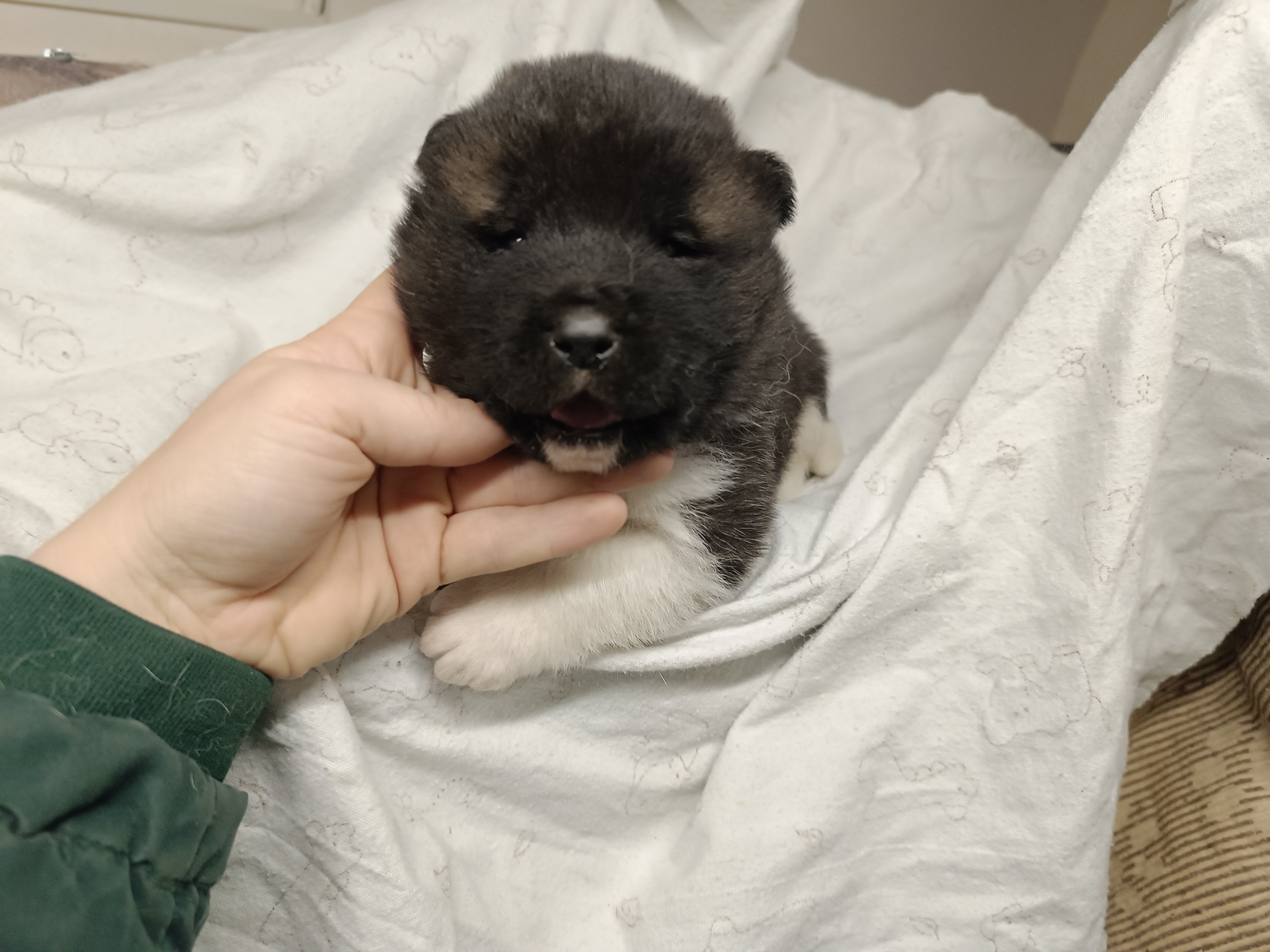 Американская акита  щенки питомник Санкт-Петербург клубные щенки Американская акита питомник RUBYLIGHT Рубилайт купить щенка американской акиты