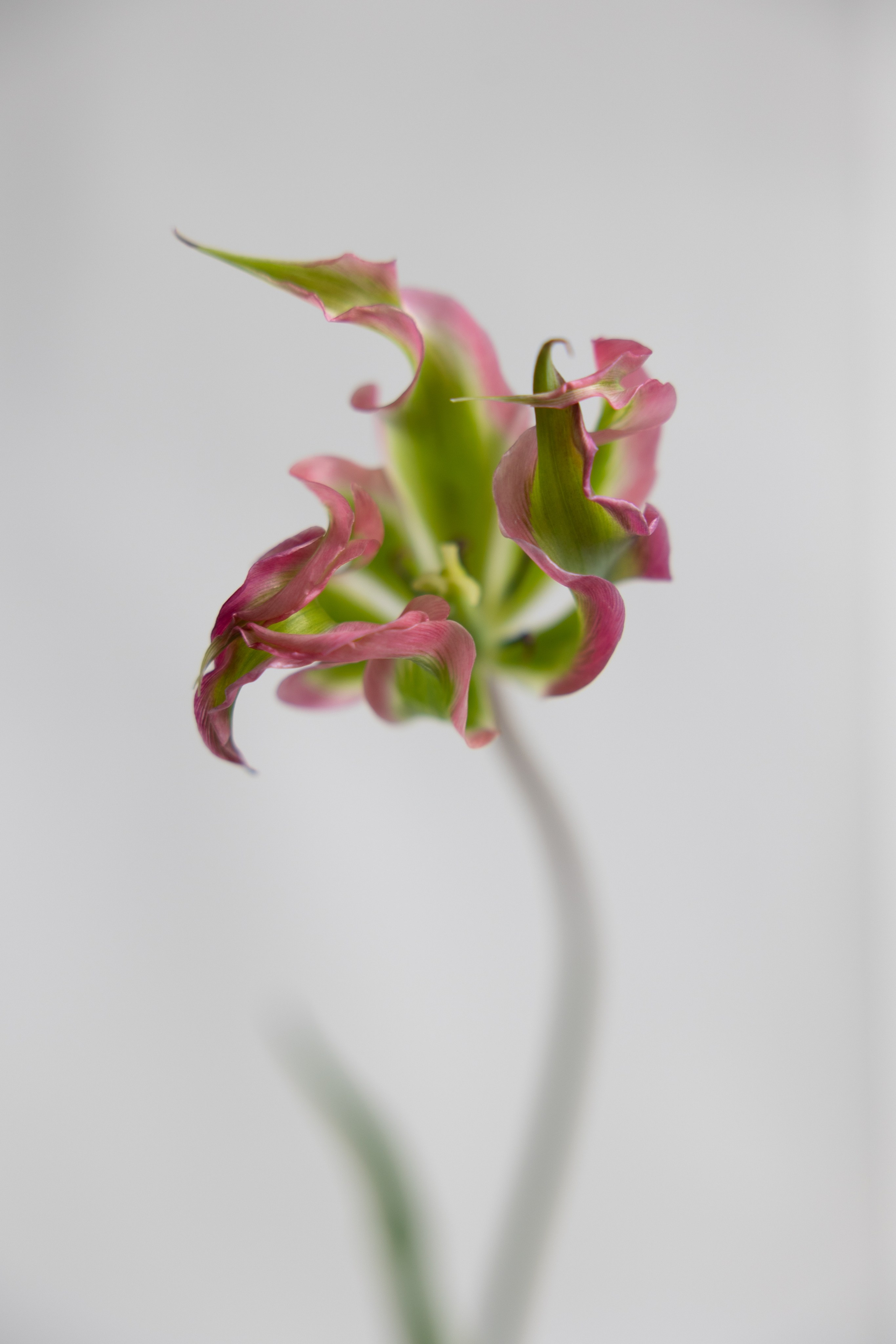 Art prints. Фотограф алина стерхова, алина стерхова фотограф, фотограф москва