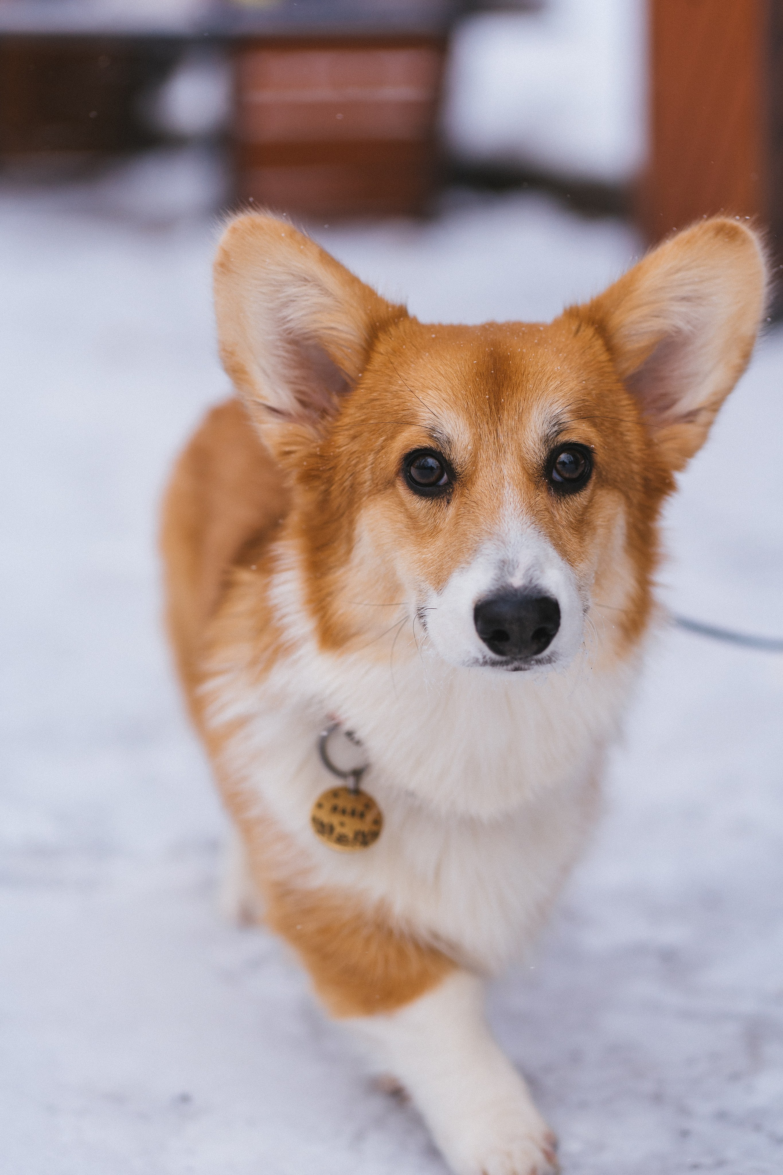 Агата и Лайк. Свадебный фотограф в Москве Анна Полушина