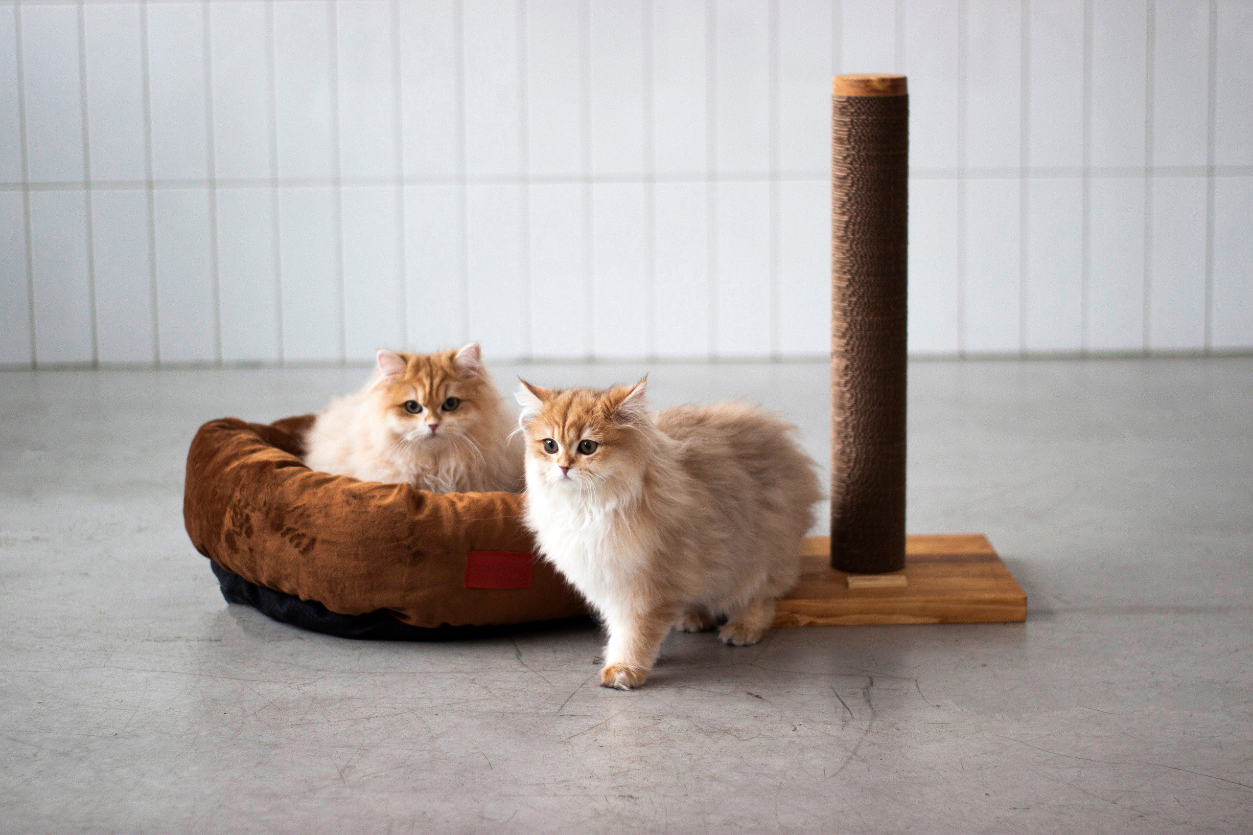 Работа с Tommy cat. Oksan_photo