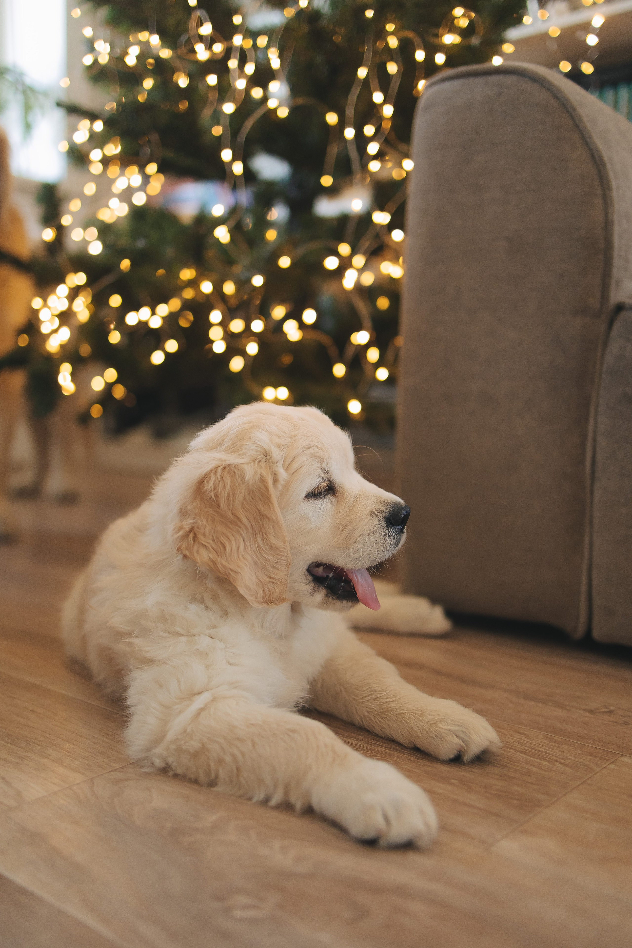 Снежик и Веста, НГ. Свадебный и женский фотограф