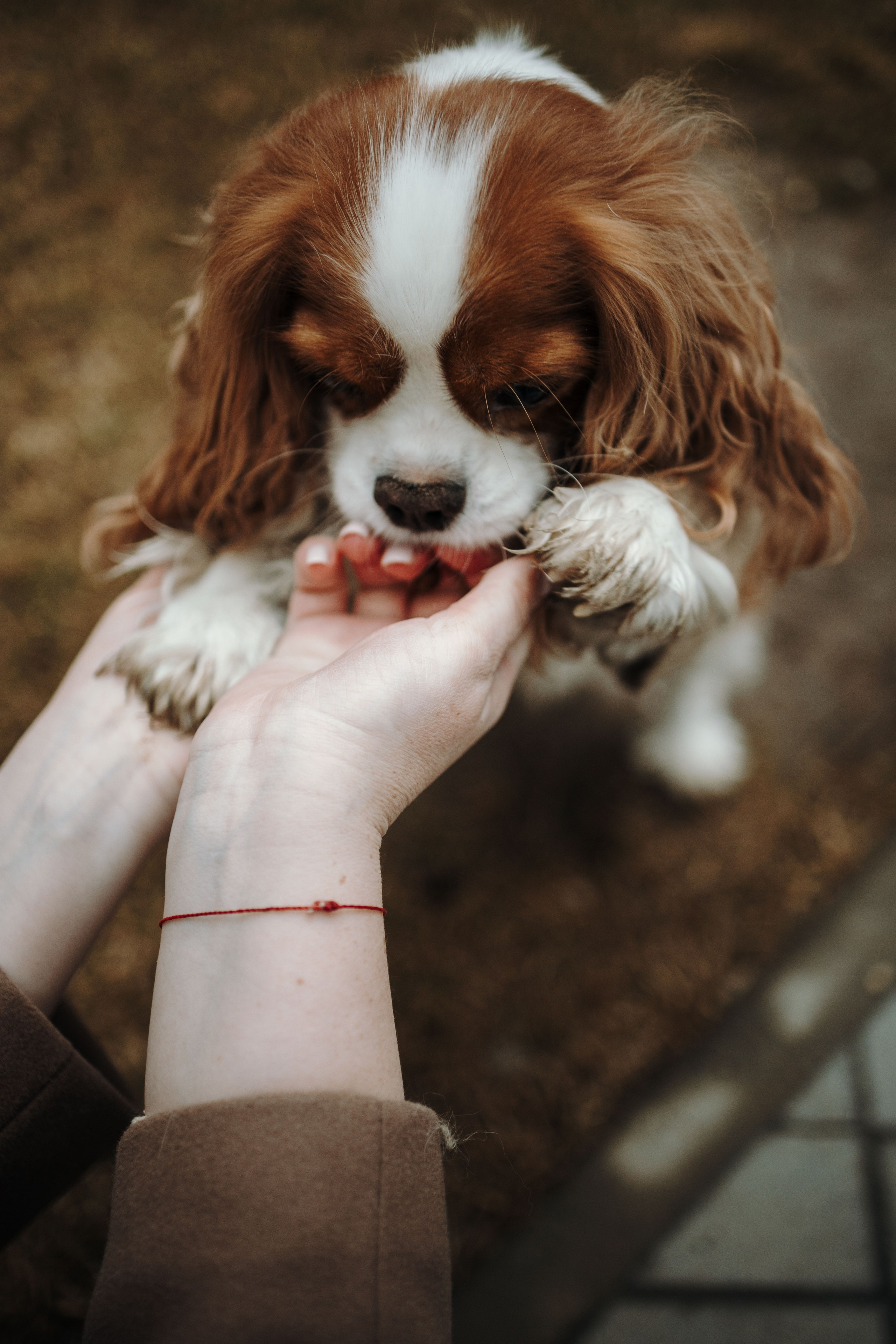 Любовь и Альтаир