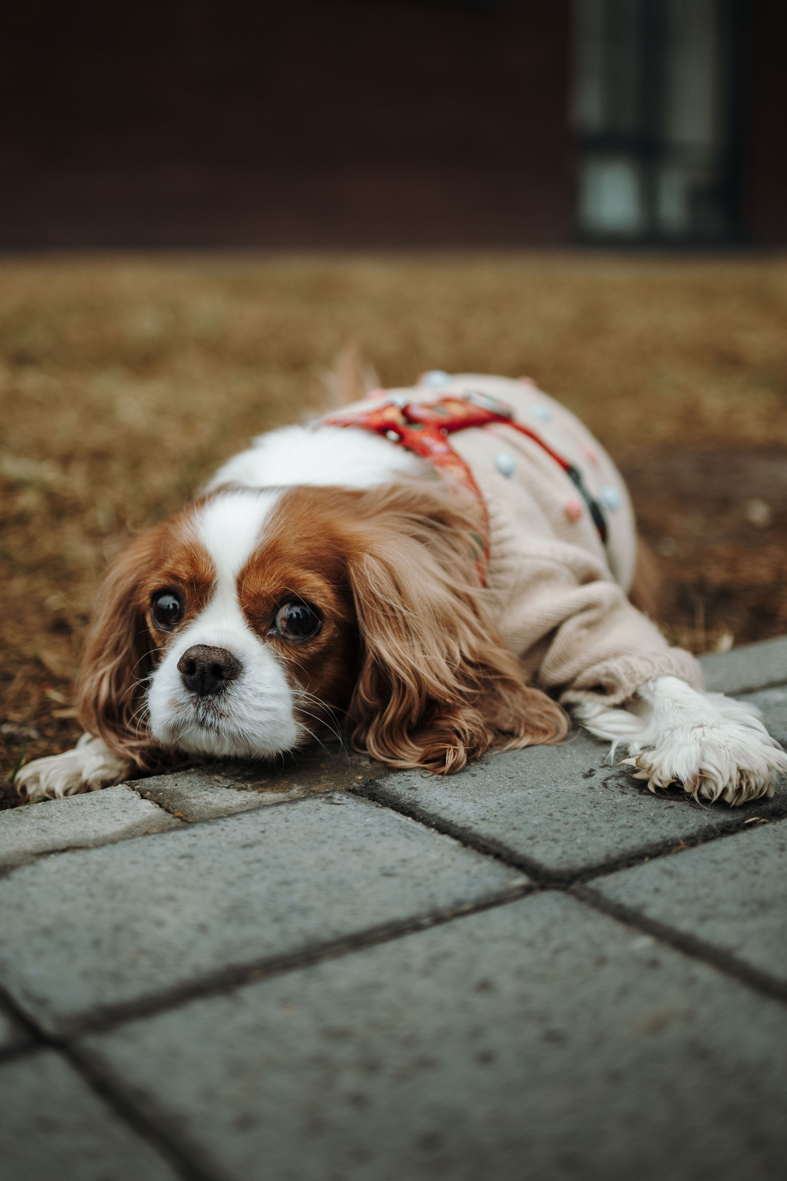 Любовь и Альтаир