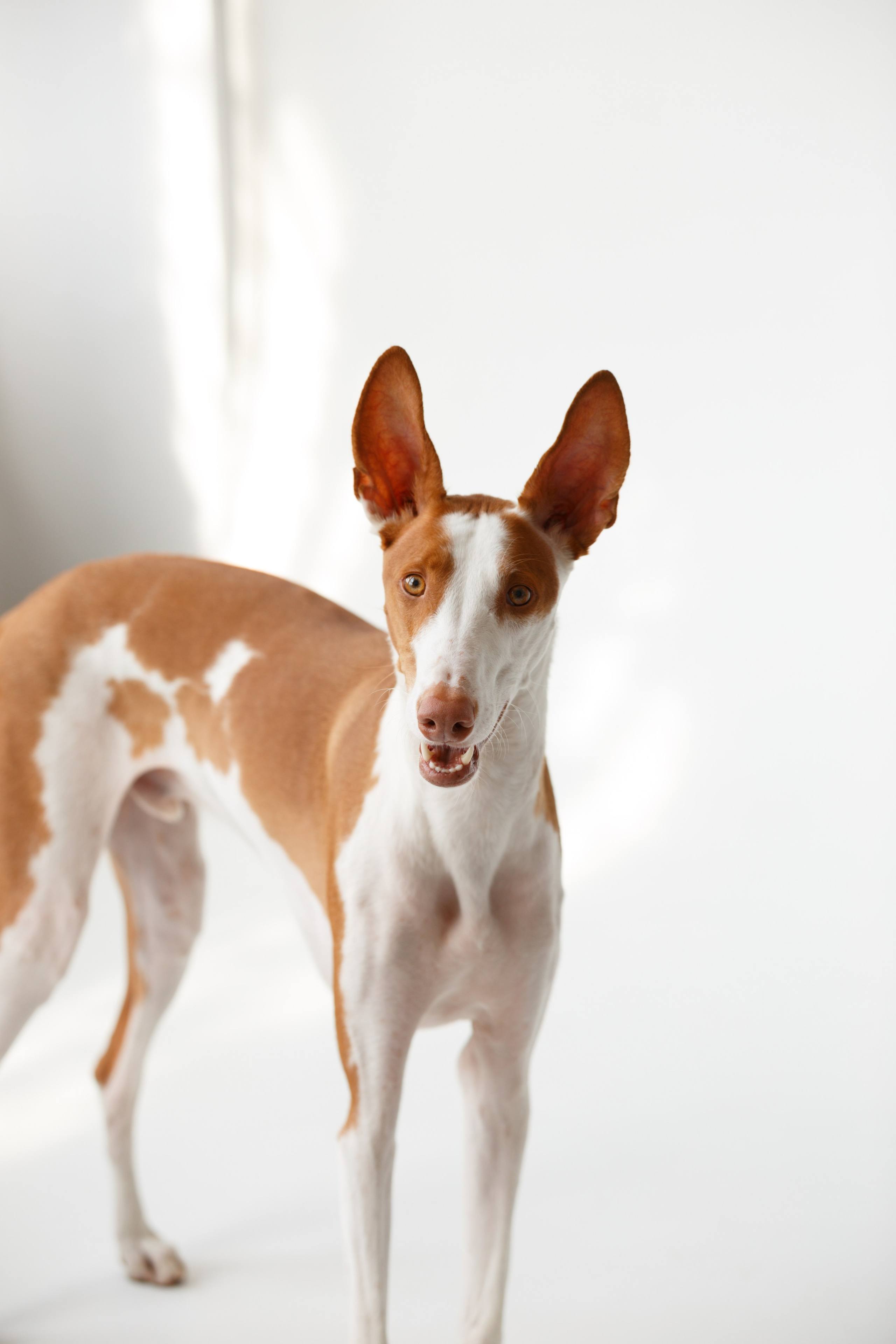 Boonwood Pets лежанки для животных. Фотограф анималист Кристина Карпова, Москва