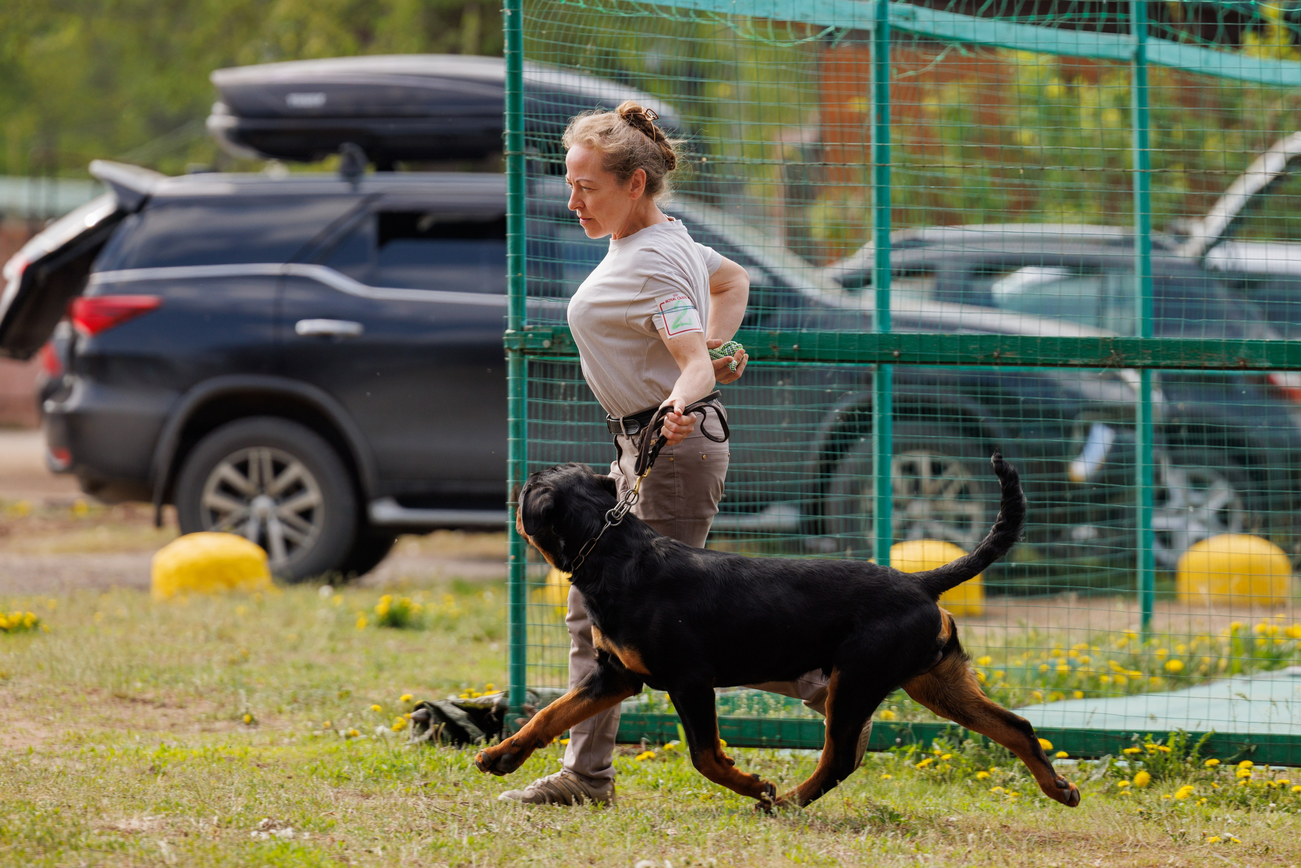 Саратов моно ротвейлеров 26-27.04.2025. Фотограф-анималист Юлия Германика