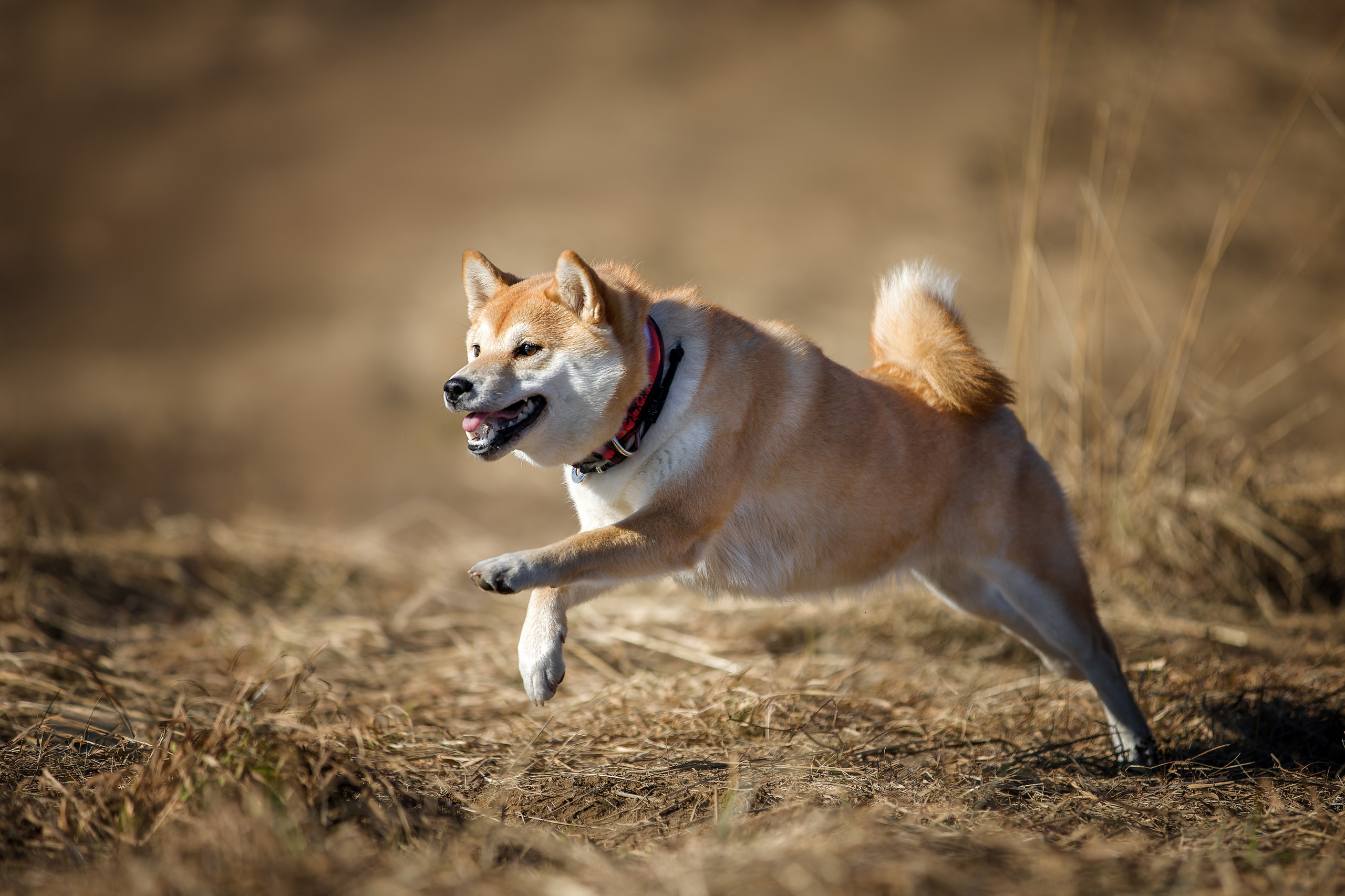 Lure Club 2026. Irenephoto.ru