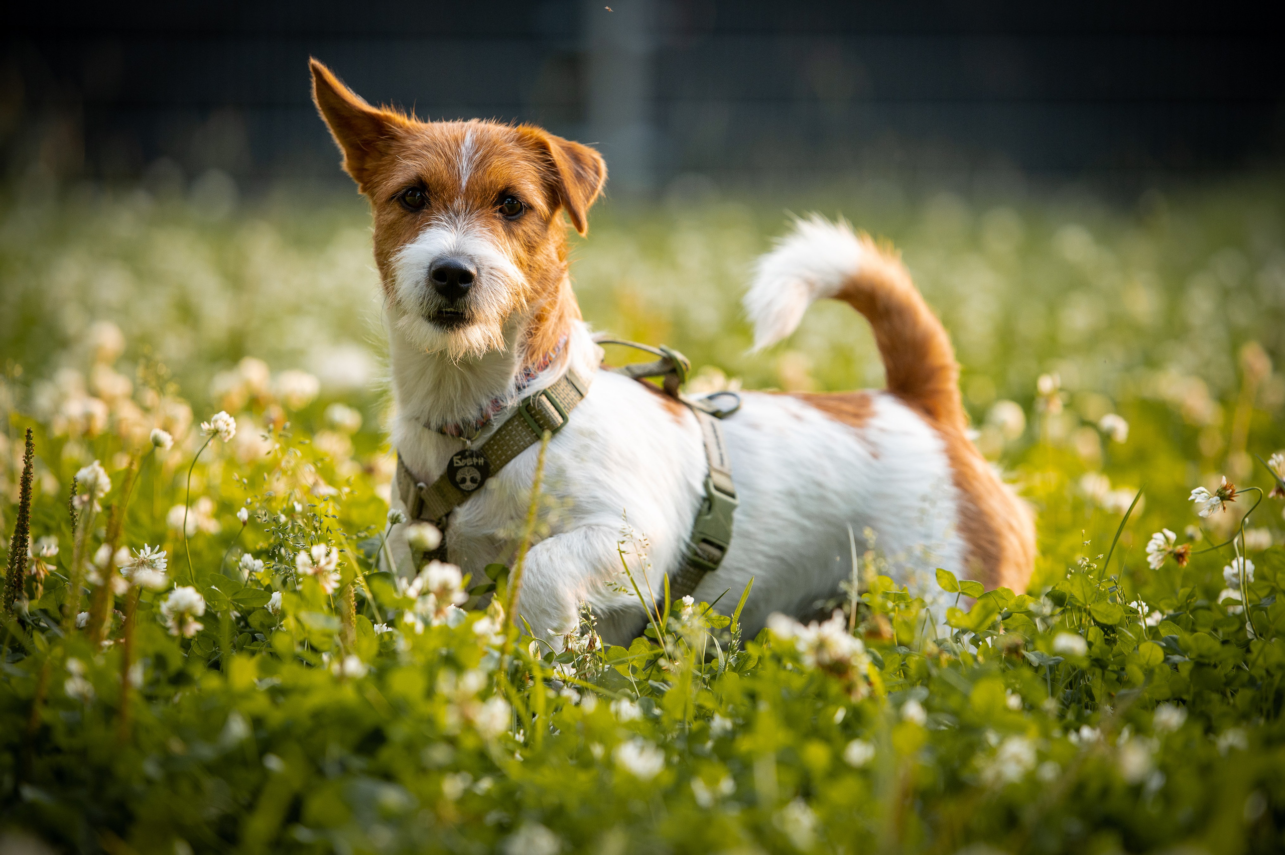 Фотограф-анималист в Санкт-Петербурге Анастасия Иванова