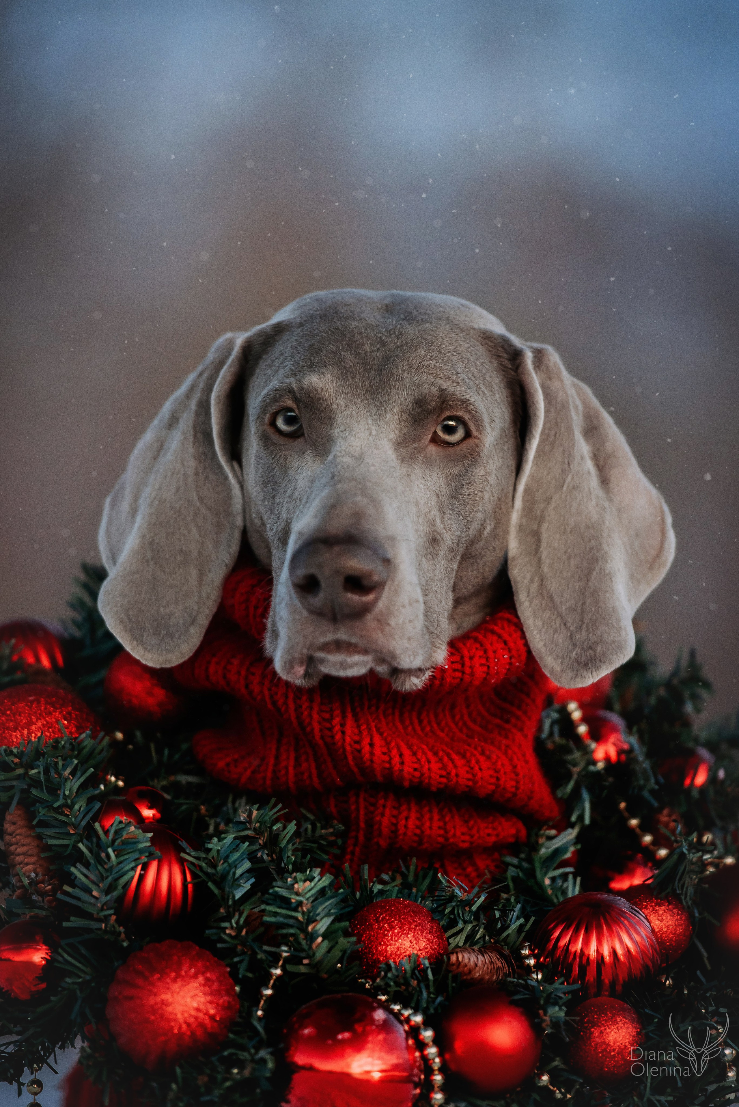 Собаки уличные. Фотограф Диана Оленина Красноярск / Братск