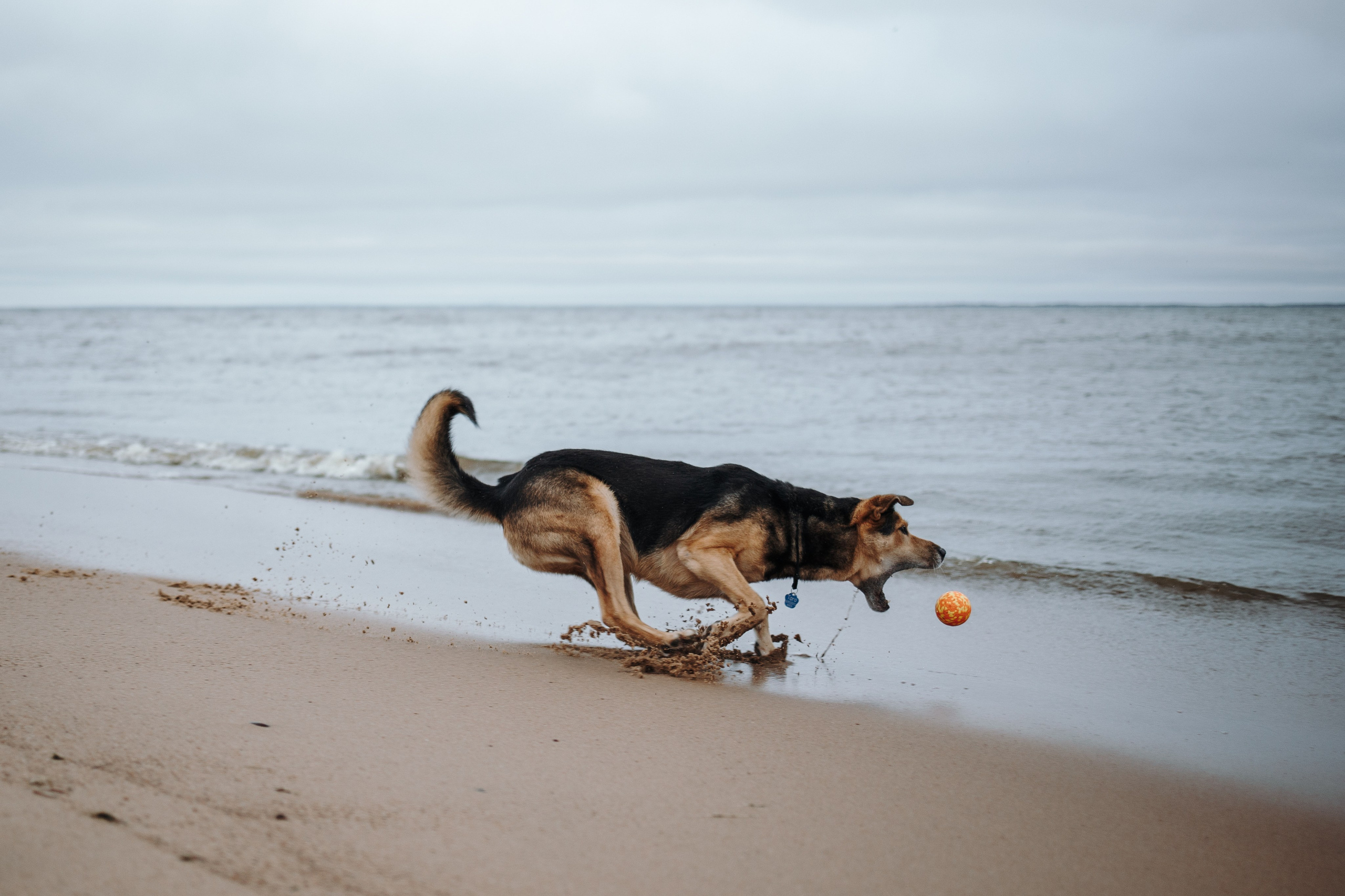 Наталья и Того. Фотограф — Анималист | Санкт-Петербург