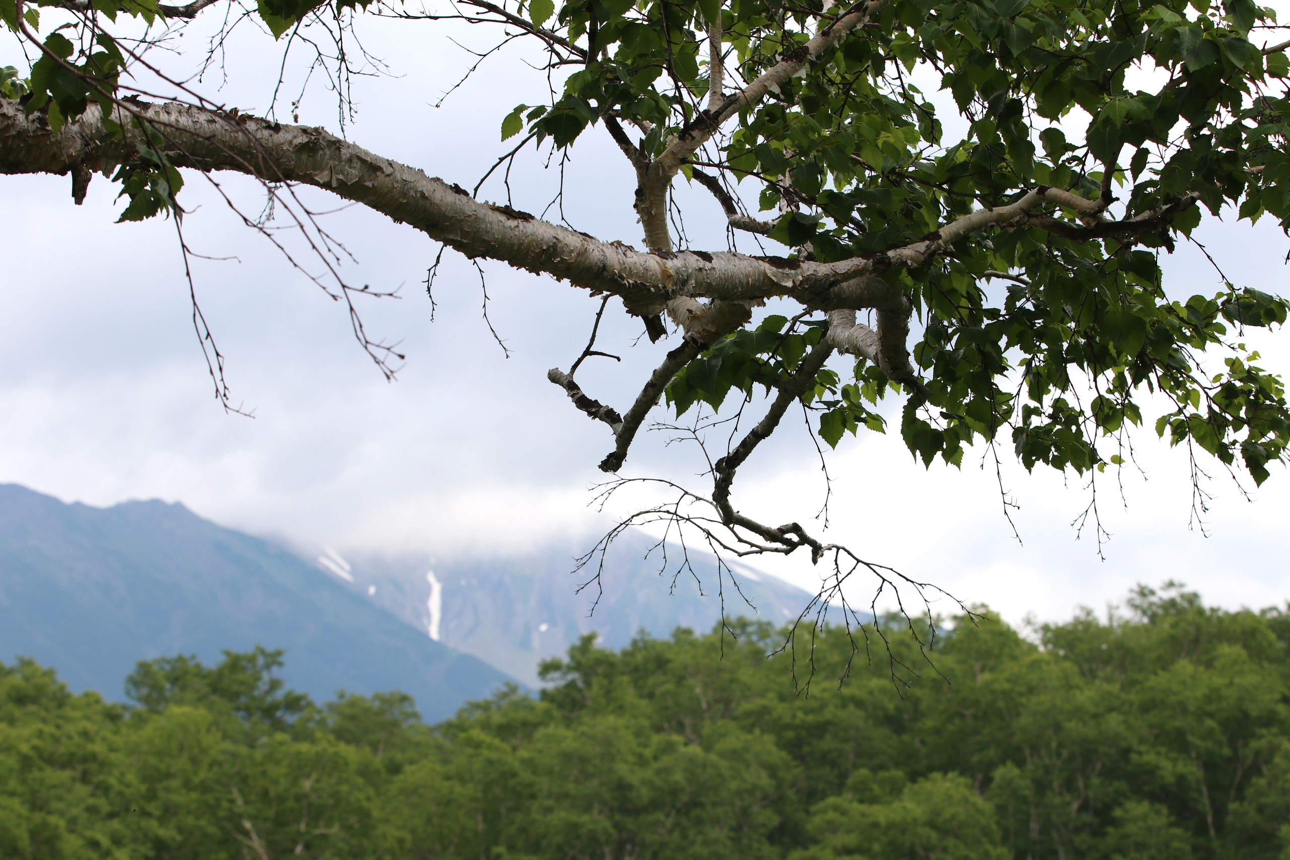 Камчатка и о. Парамушир. Июль 2024. Путешественник-фотограф из Санкт-Петербурга Татьяна Свистулина
