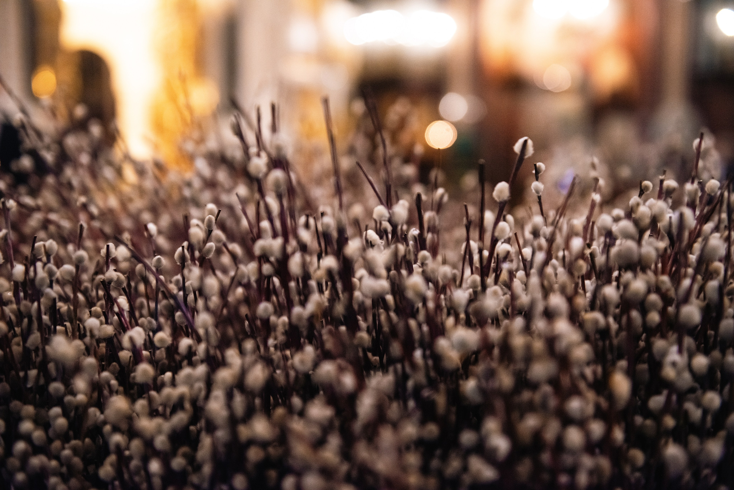 Вход Господень в Иерусалим. Фотограф, визажист. Москва