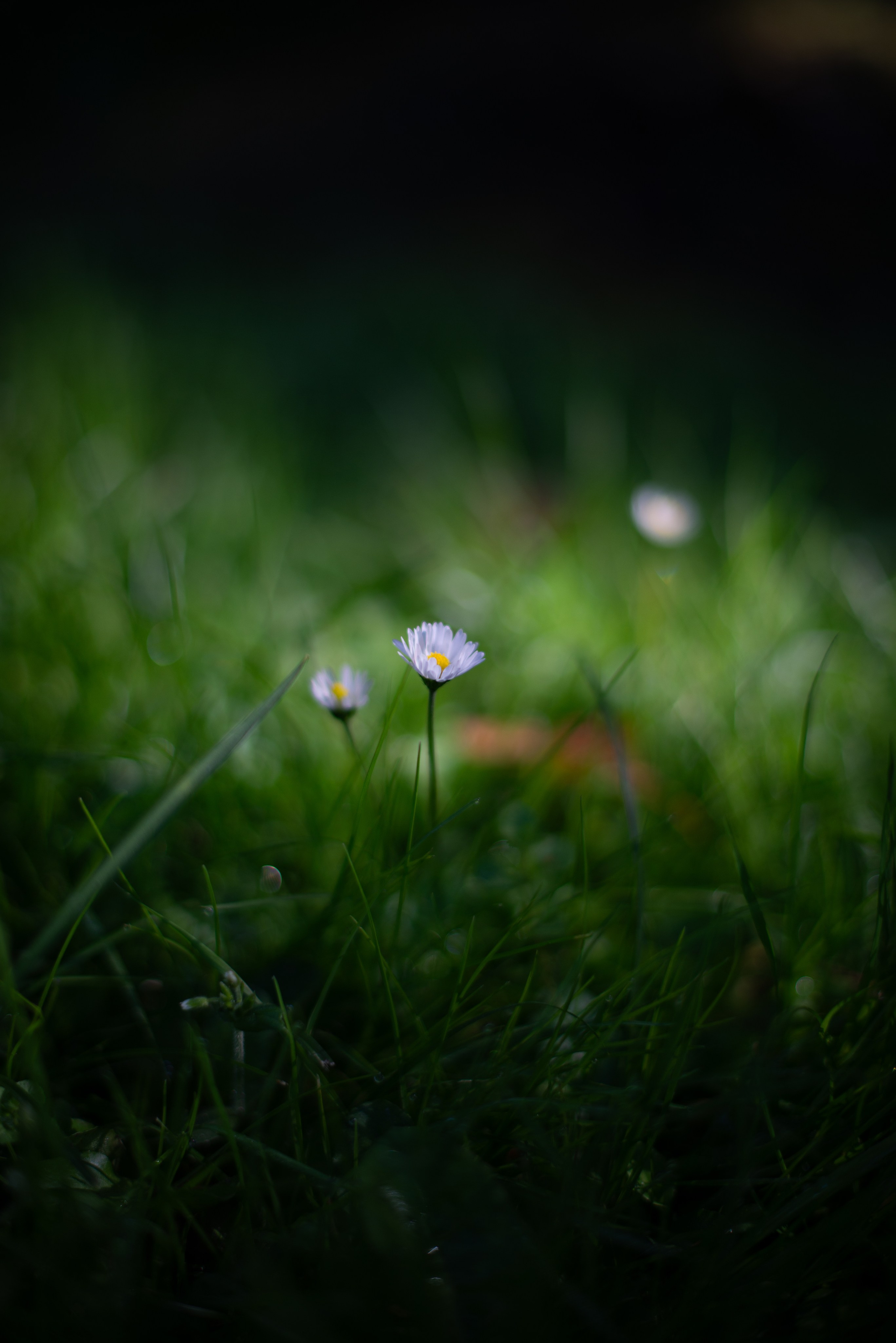 Цветы сада МГУ. Victoria Radjevna Репортажный Фотограф — Видеограф Москва • Санкт-Петербург