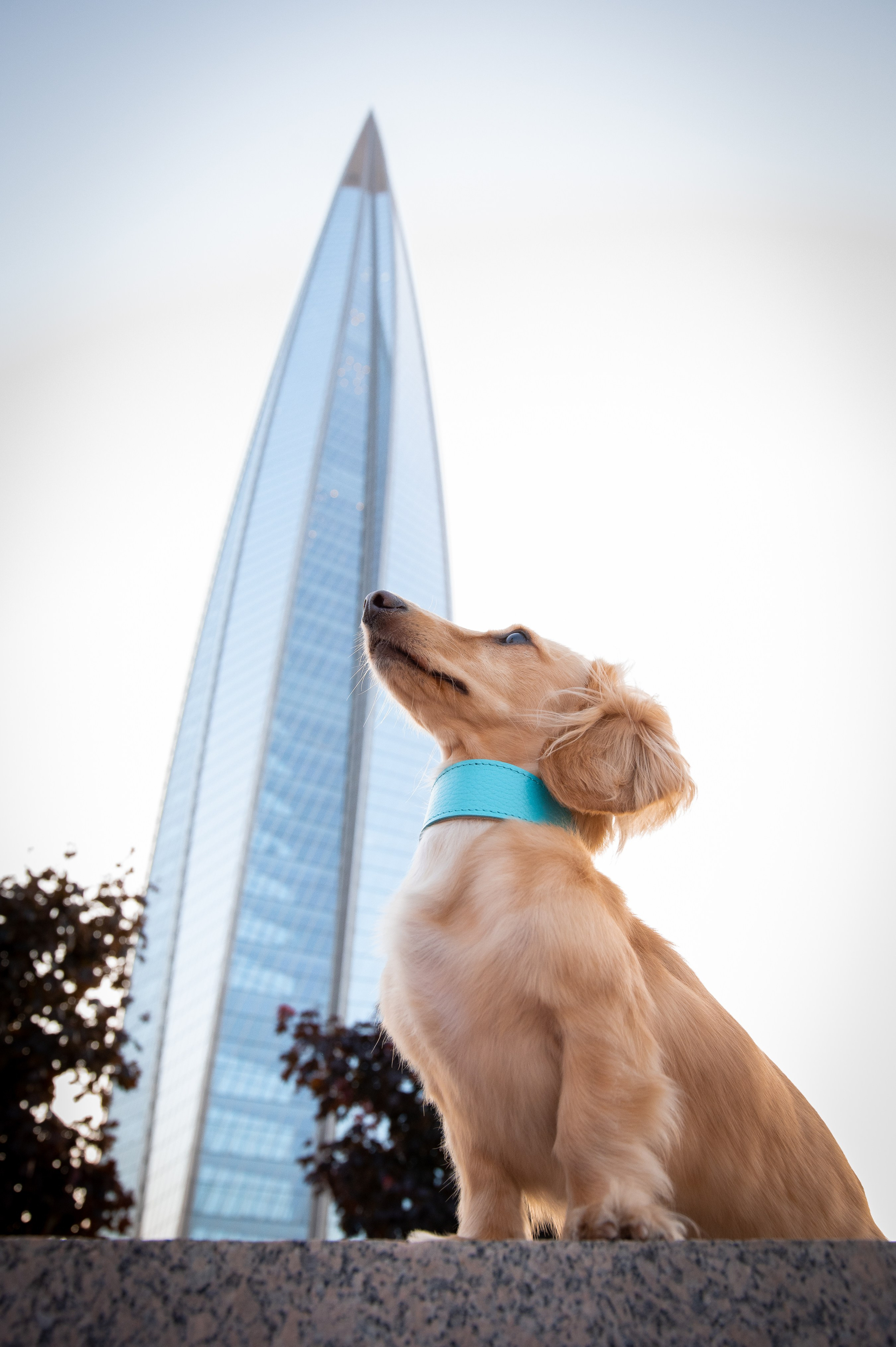 Собаки. Фотограф-анималист в Санкт-Петербурге Анастасия Иванова