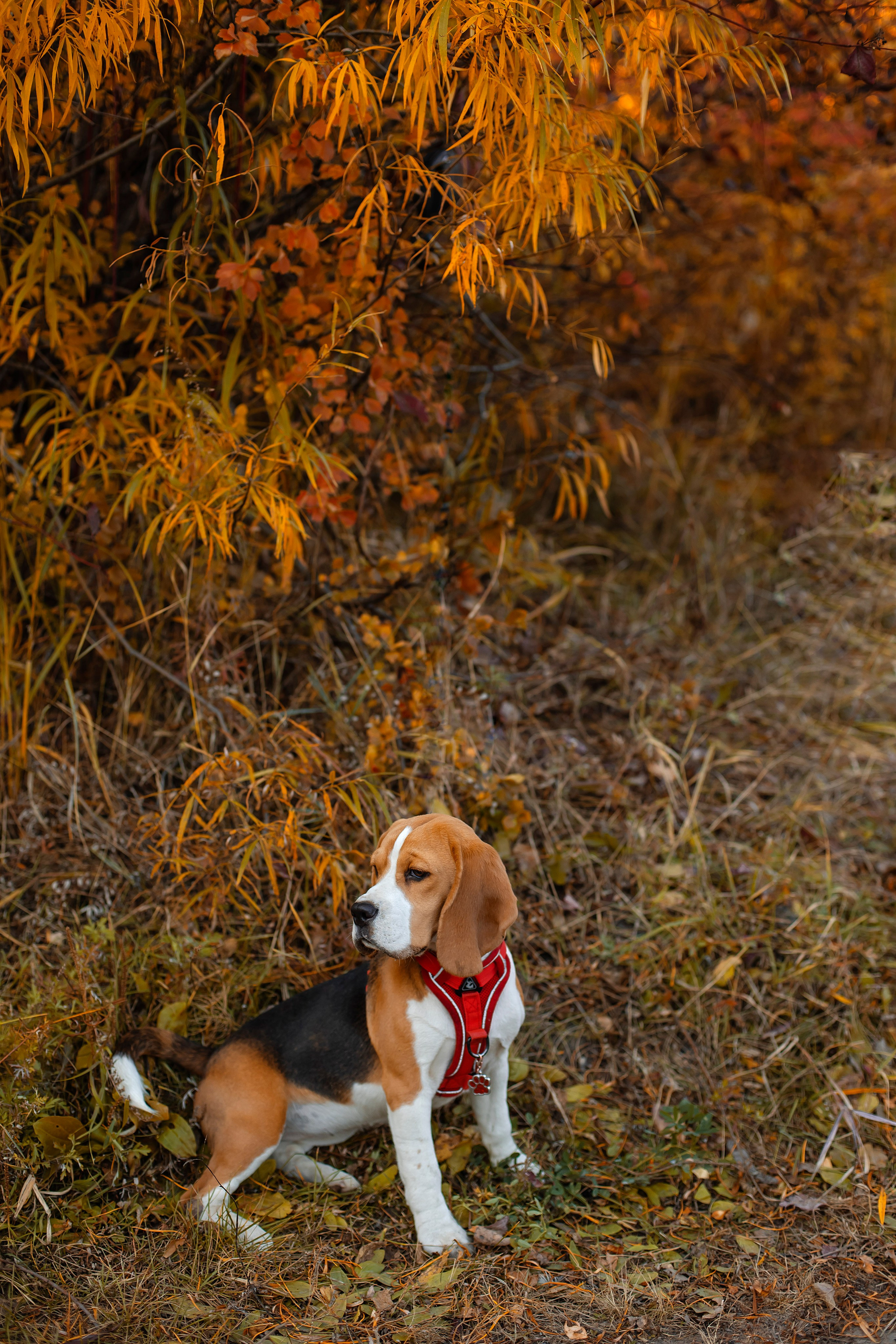 Софья & Боня. Фотограф Григорьева Ольга. Портретная, семейная съёмка, Love Stori, видеосъёмка в городе Чита. Выпускные альбомы, фотокниги