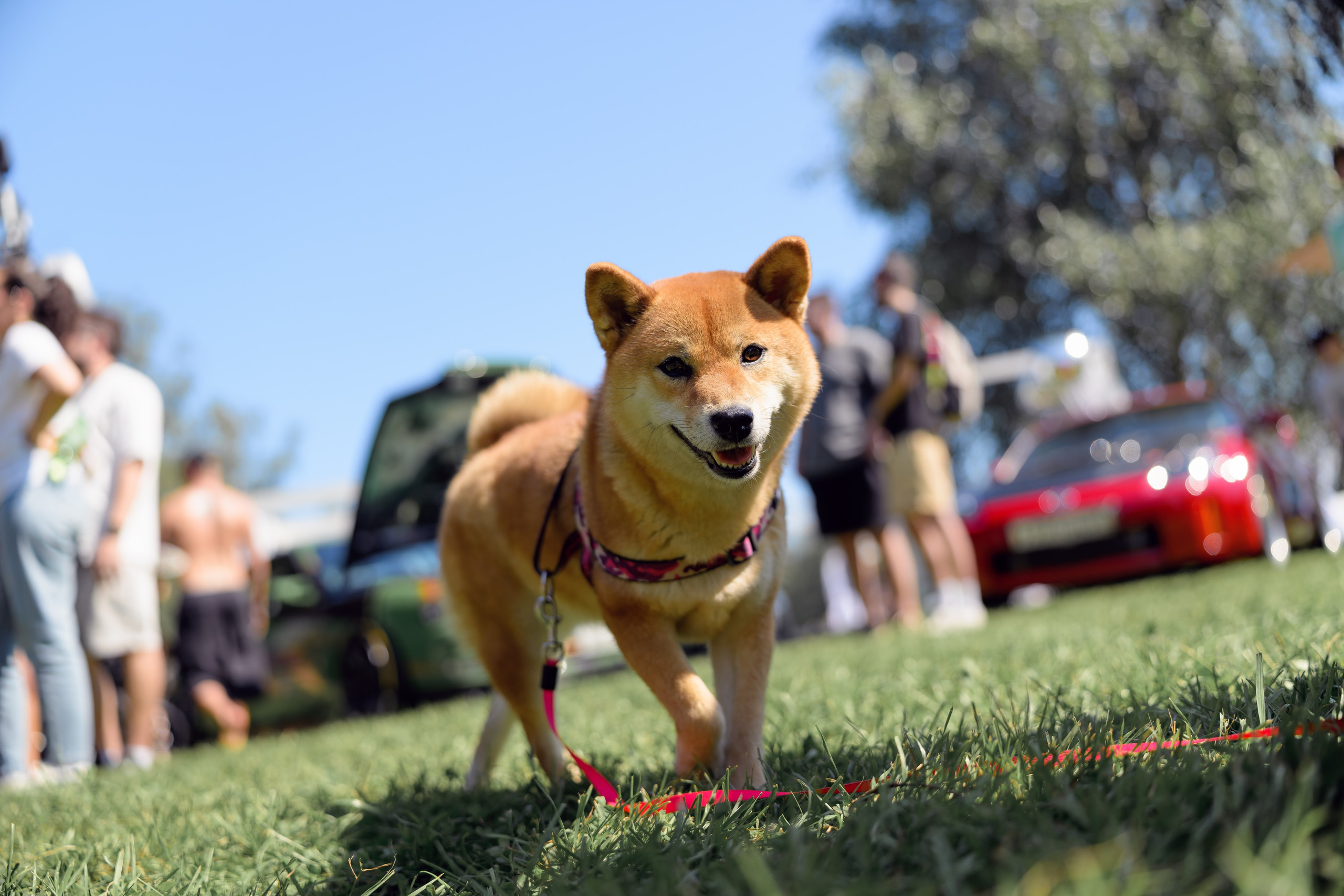 Tuning Open Fest 2025. Авто и мотоспорт — фотограф Антон Медведев iCoguar