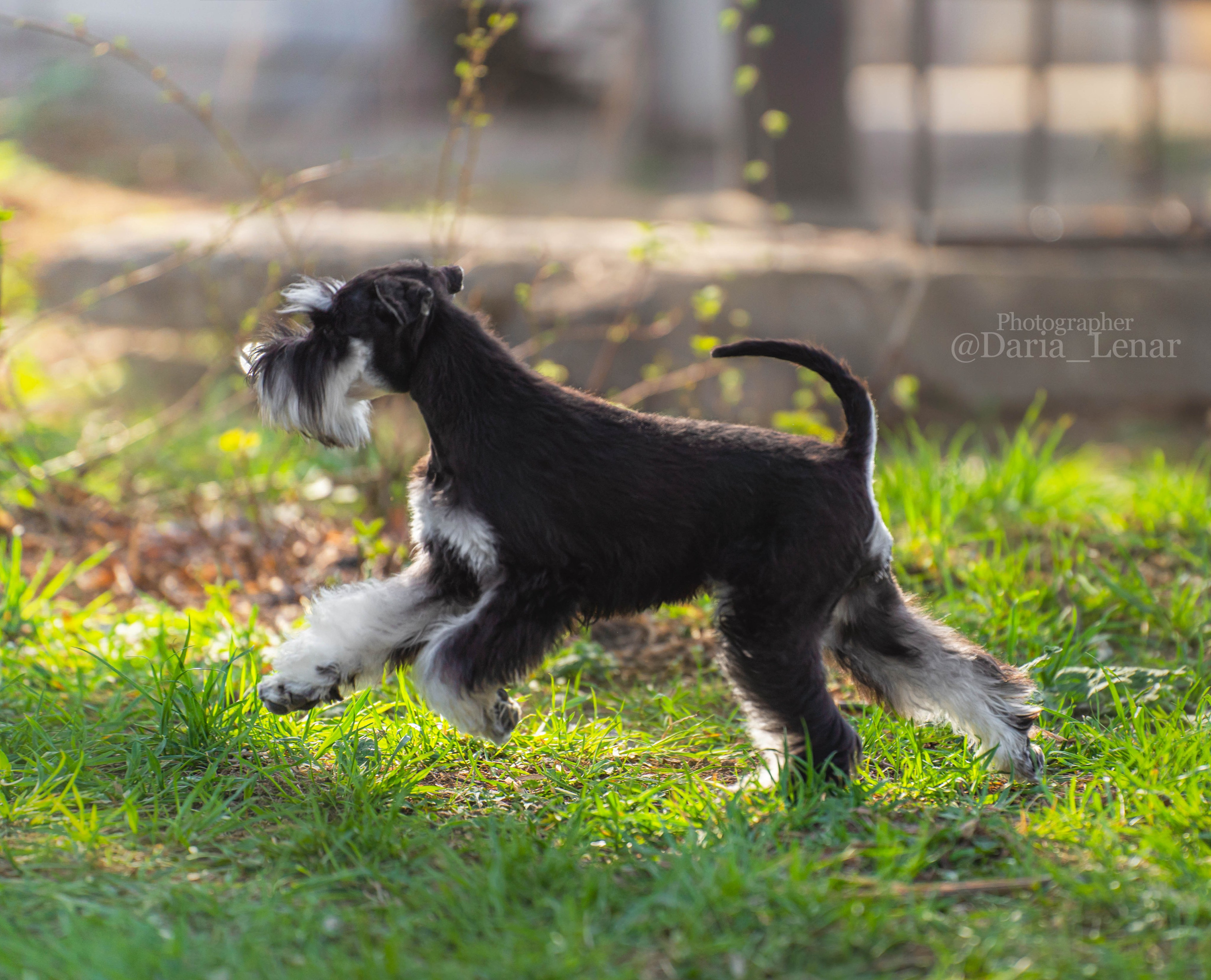Выставки собак. Фотограф в Москве Ленарская Дарья