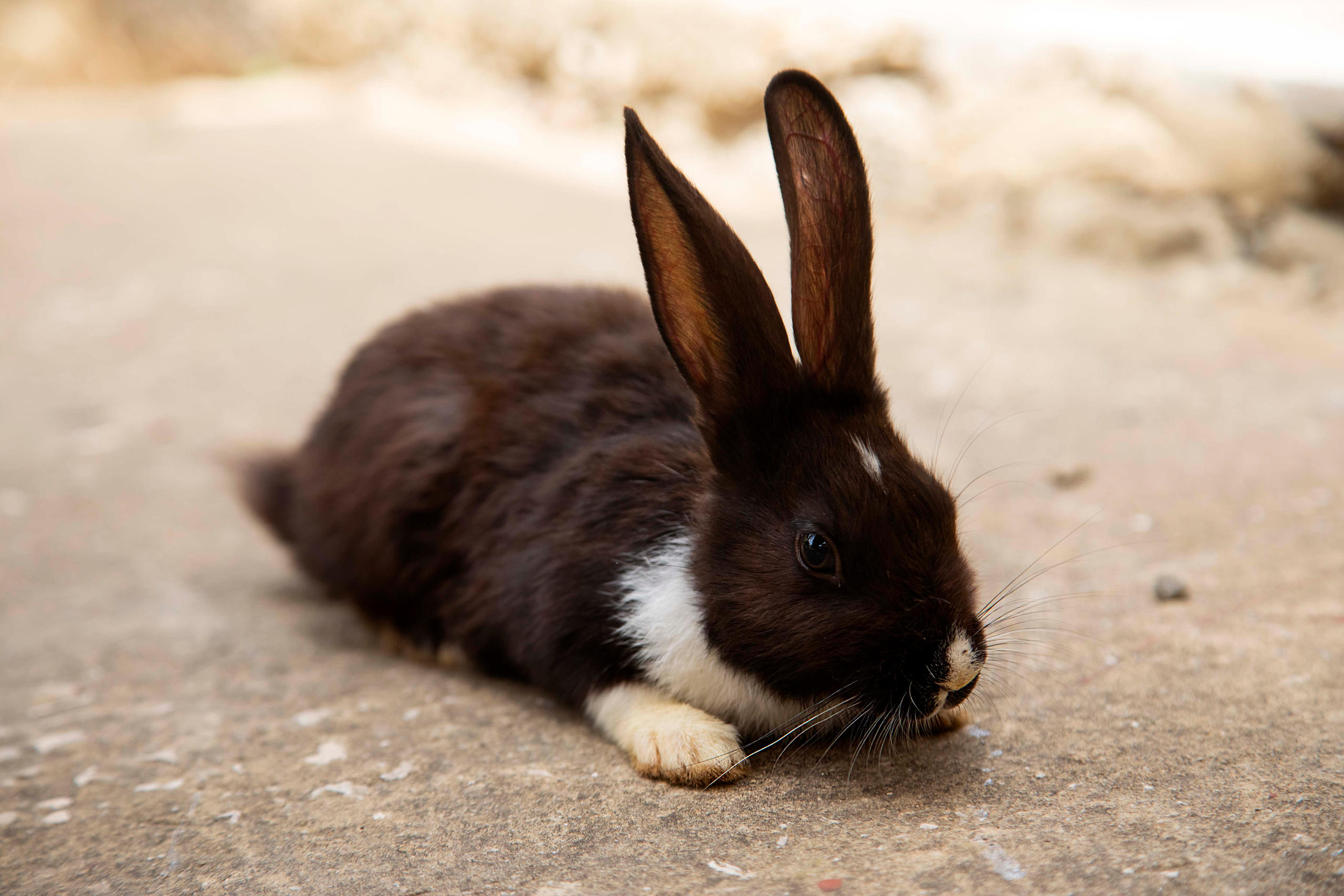 Nikol end rabbit. Семейный и детский фотограф в Санкт-Петербург. Natalia Fadel