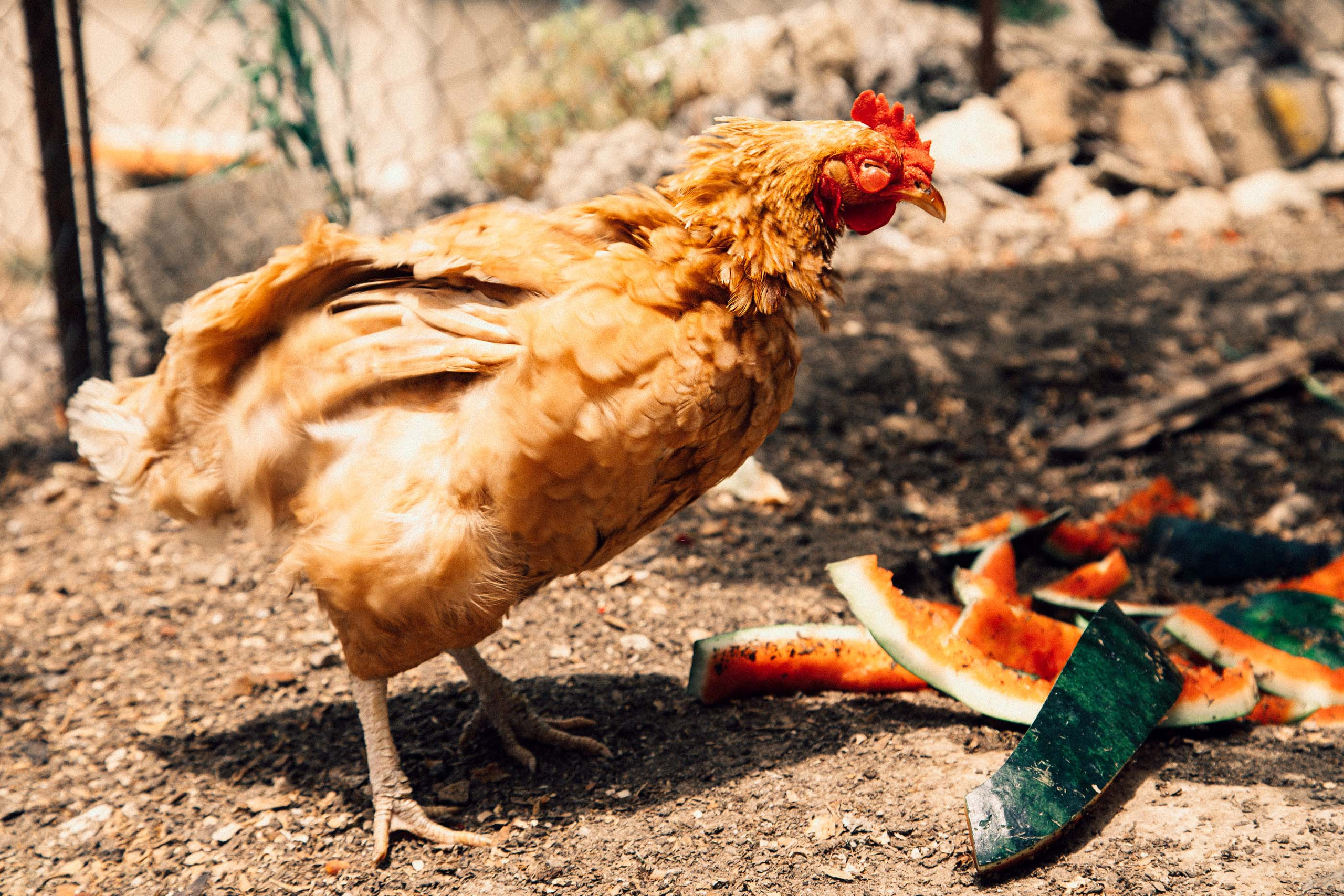 Nikol end rabbit. Семейный и детский фотограф в Санкт-Петербург. Natalia Fadel