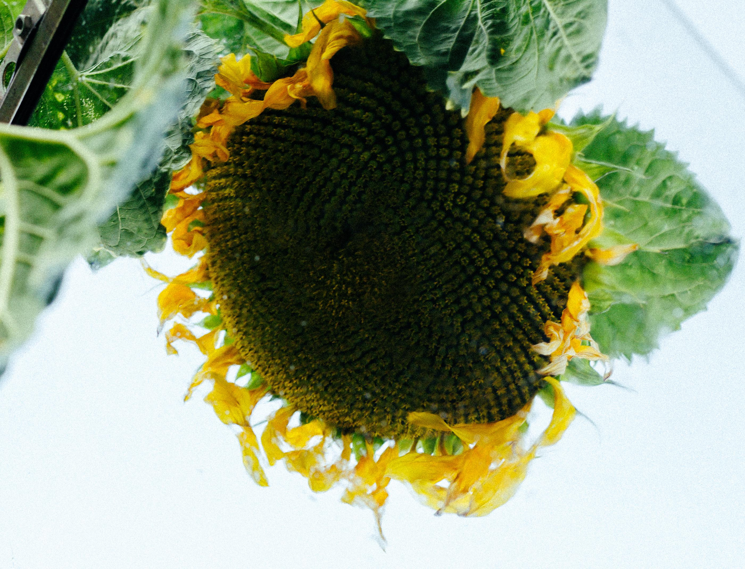 Николь в Костроме. Семейный и детский фотограф в Санкт-Петербург. Natalia Fadel