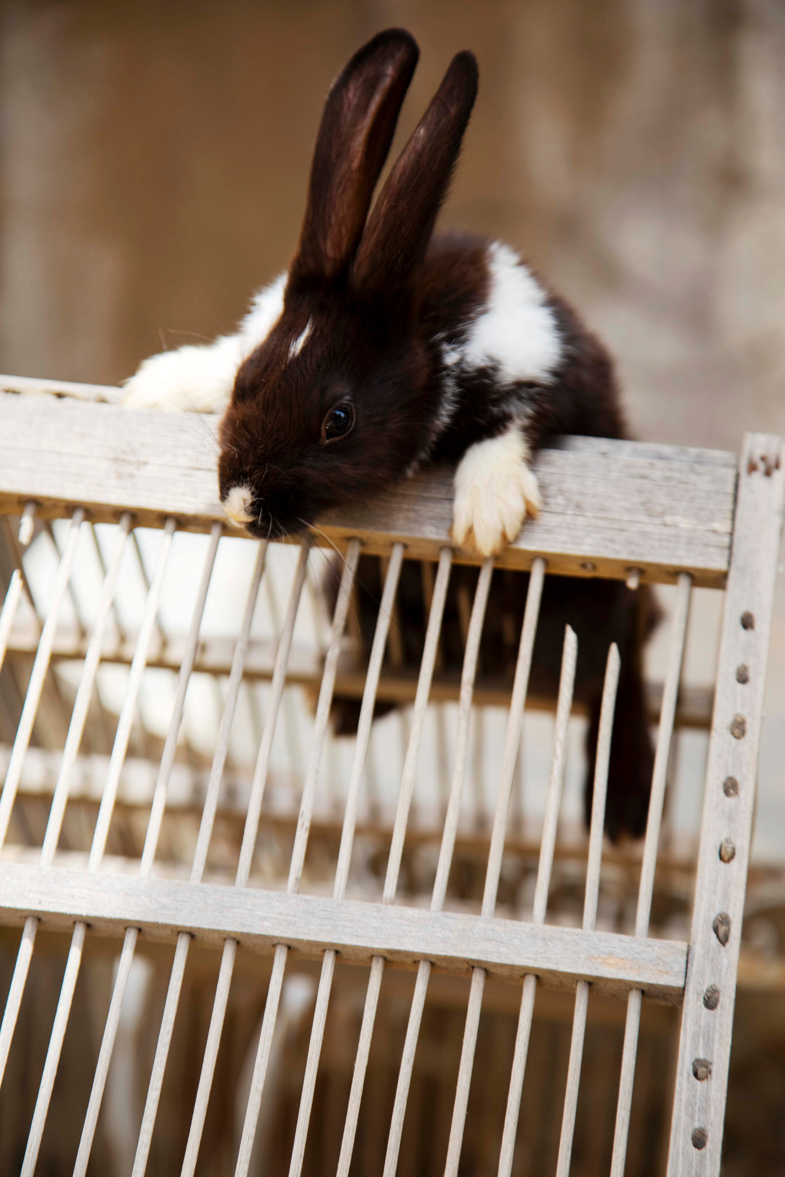 Nikol end rabbit. Семейный и детский фотограф в Санкт-Петербург. Natalia Fadel