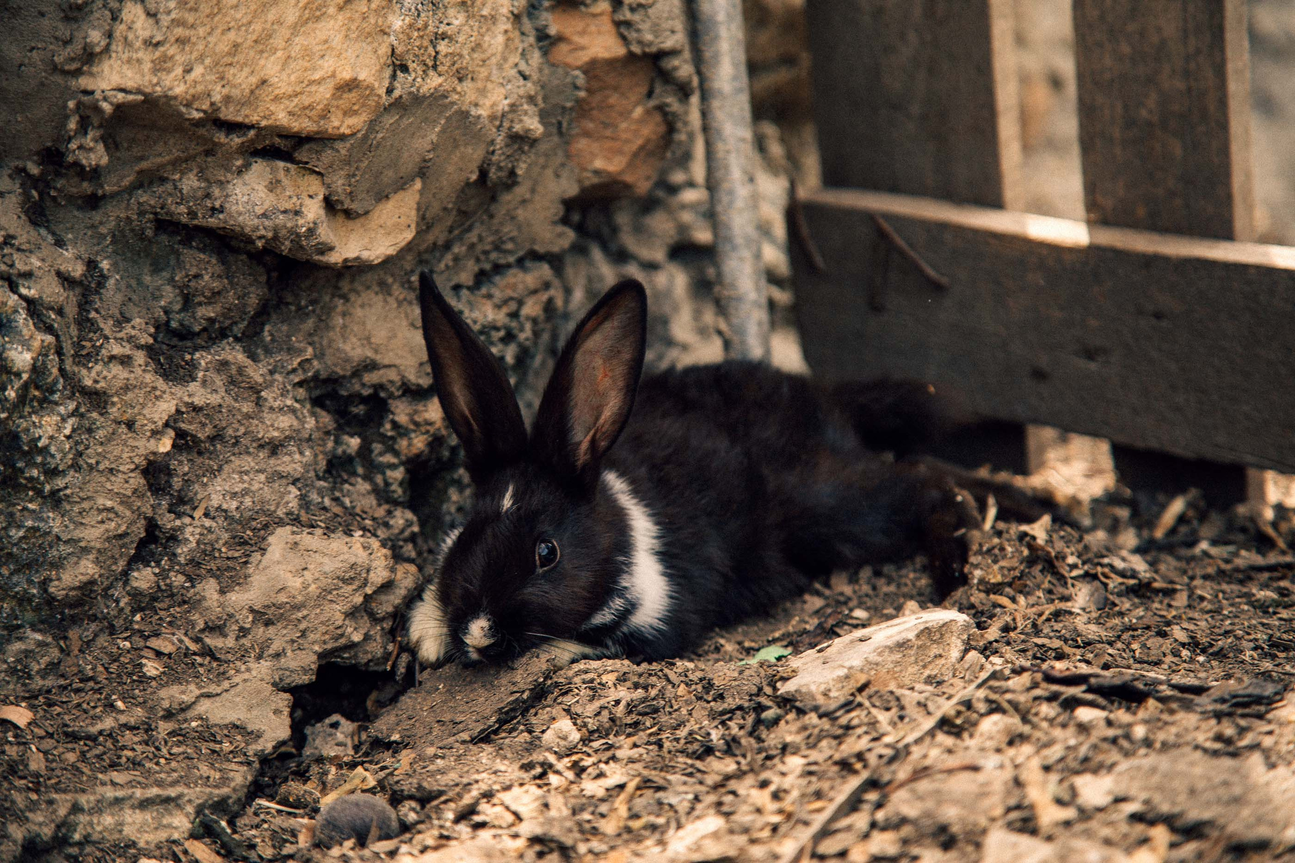 Nikol end rabbit. Семейный и детский фотограф в Санкт-Петербург. Natalia Fadel