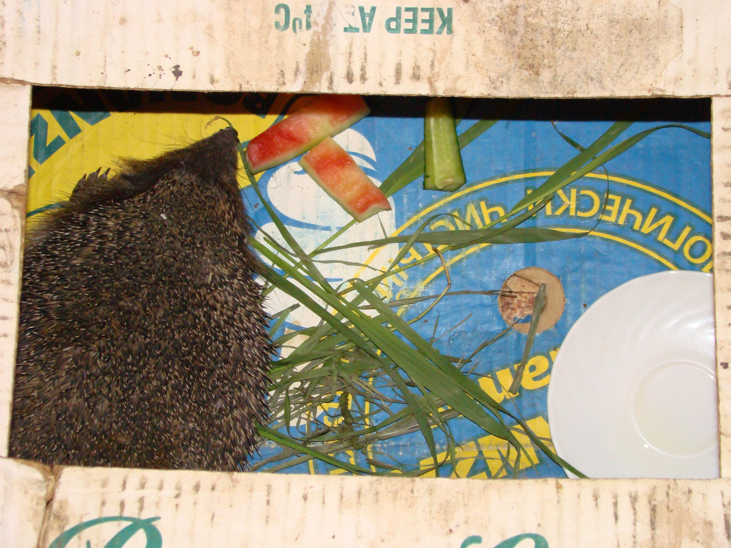 Кабардинка (фото Зевиных) 25.06-24.07.2008. Семейный, Свадебный фотограф СПБ Питер— Романова Екатерина